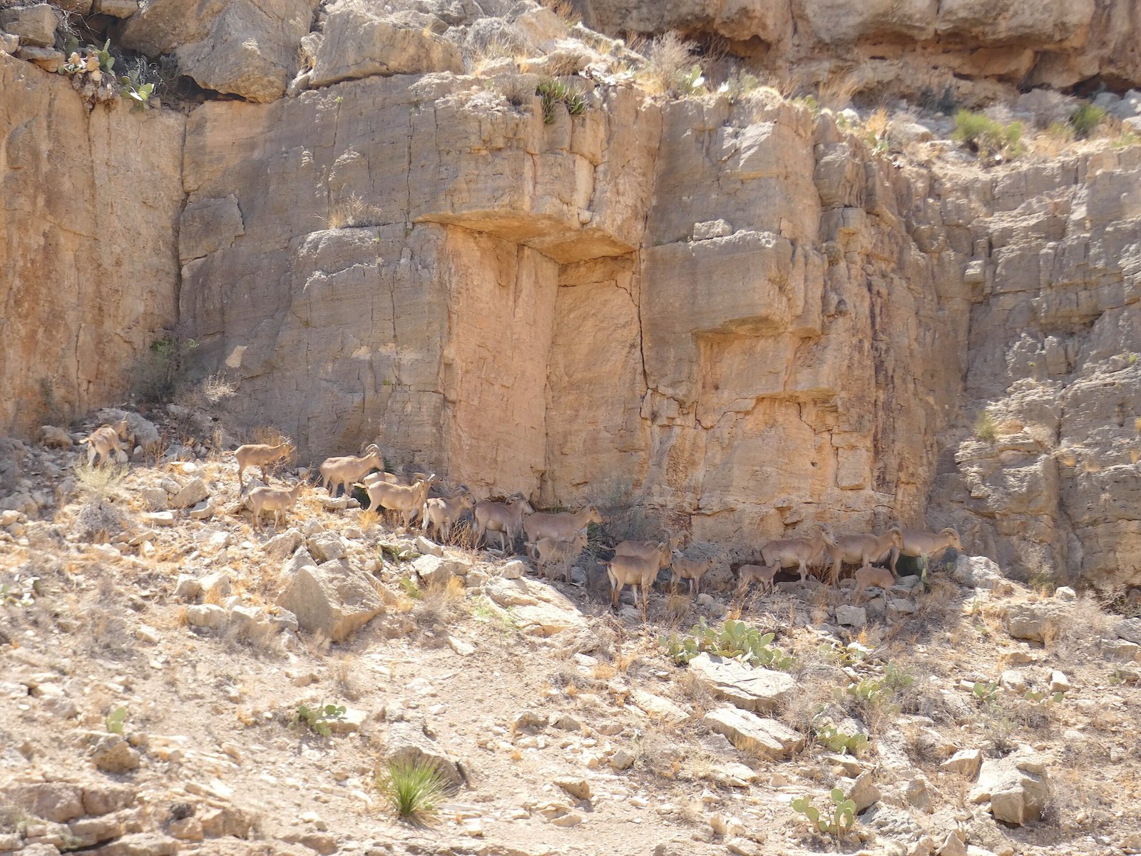 A herd of bighorn sheep with curved horns standing cliff wall in the desert terrain of Carlsbad Caverns National Park.