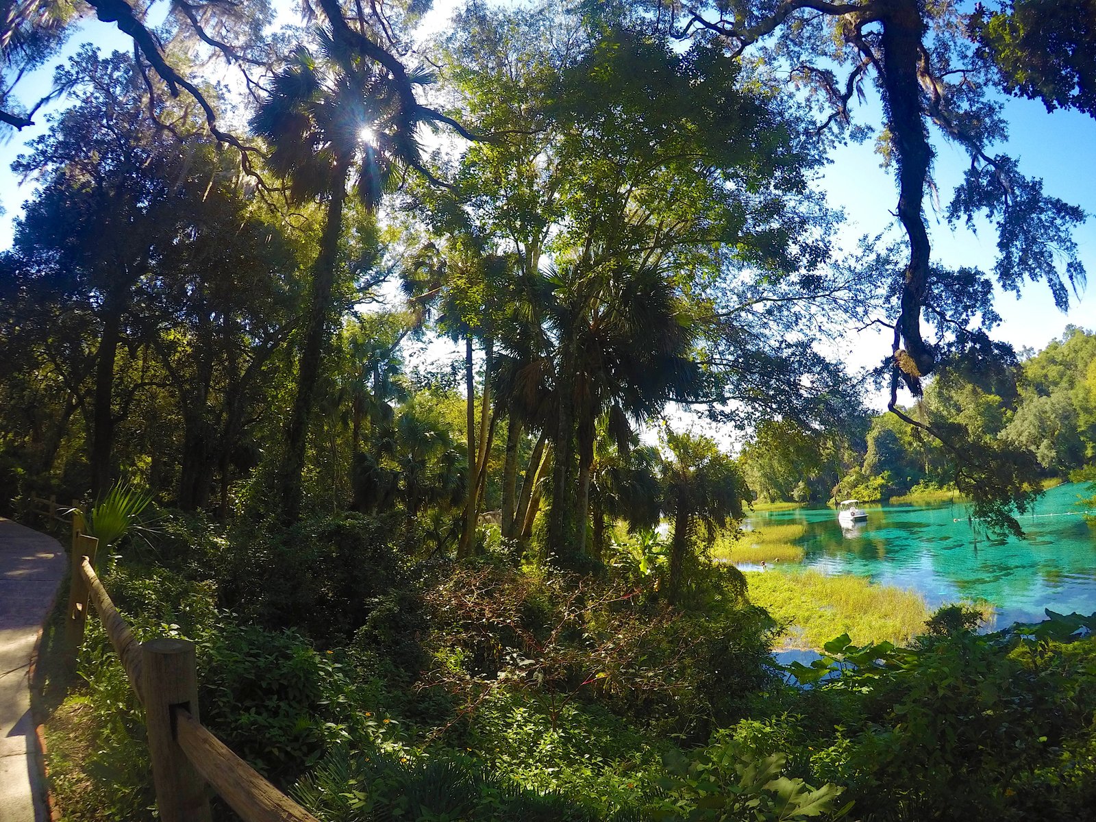 Sunlight filtering through the trees over the crystal-clear springs and overlook path at Rainbow Springs State Park in Florida.