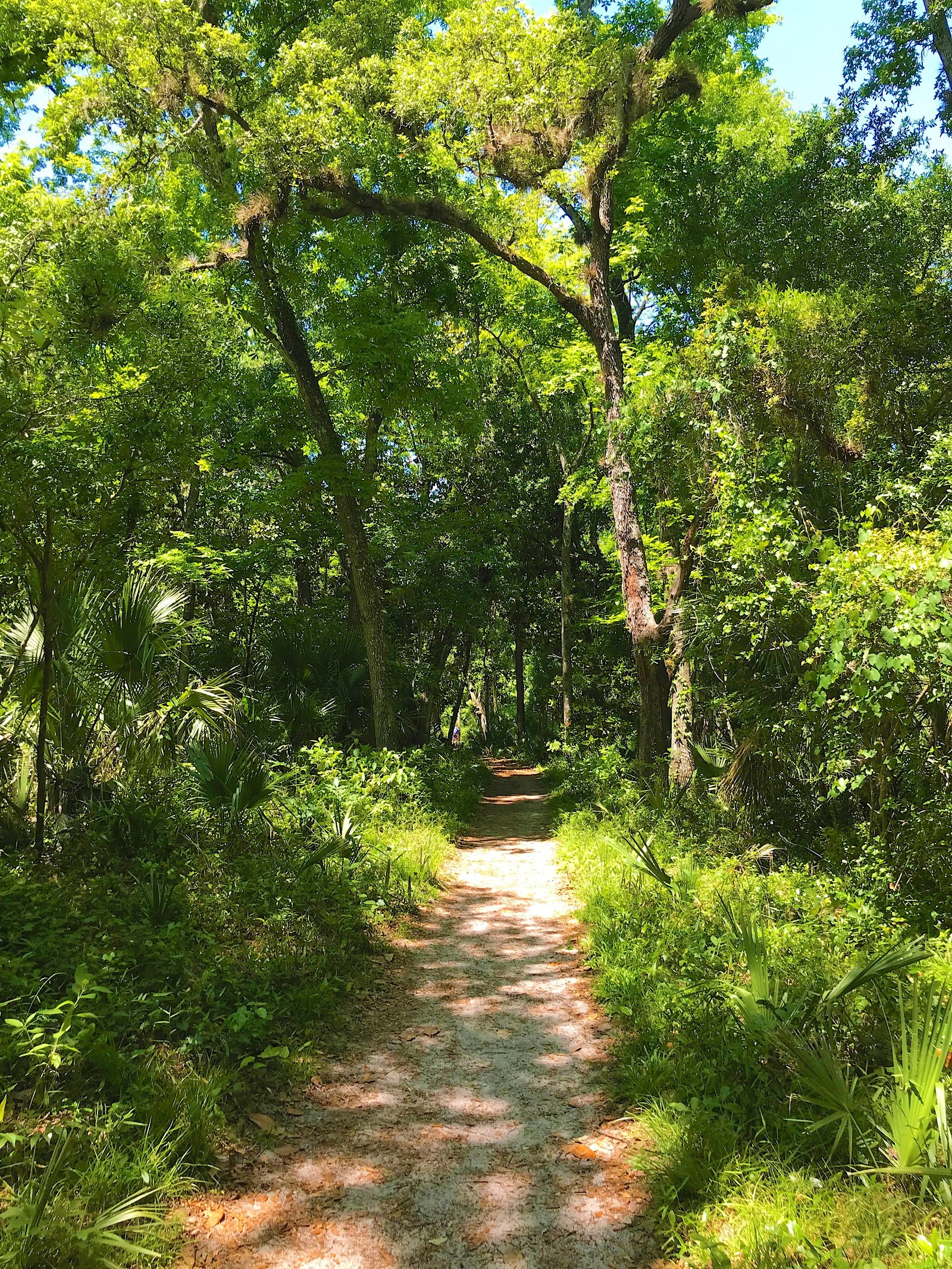 A scenic dirt hiking trail winding through lush green trees and vegetation at Wekiwa Springs State Park.