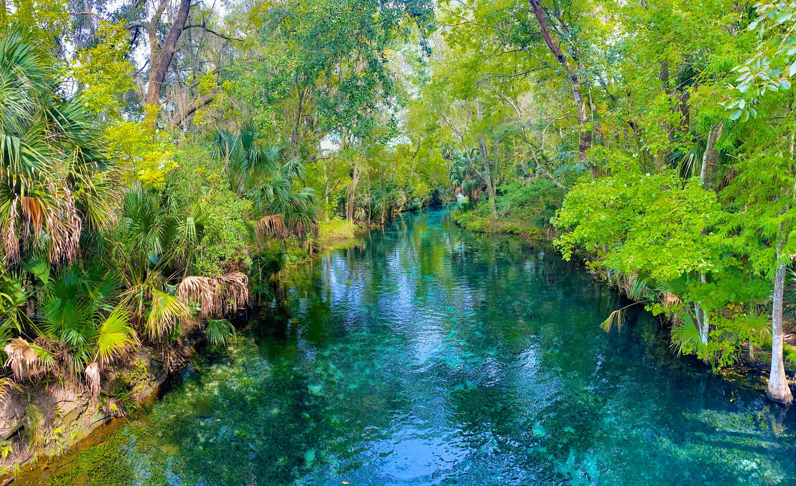Scenic view looking down over the pristine turquoise springs and dense jungle from a bridge at Silver Springs State Park.