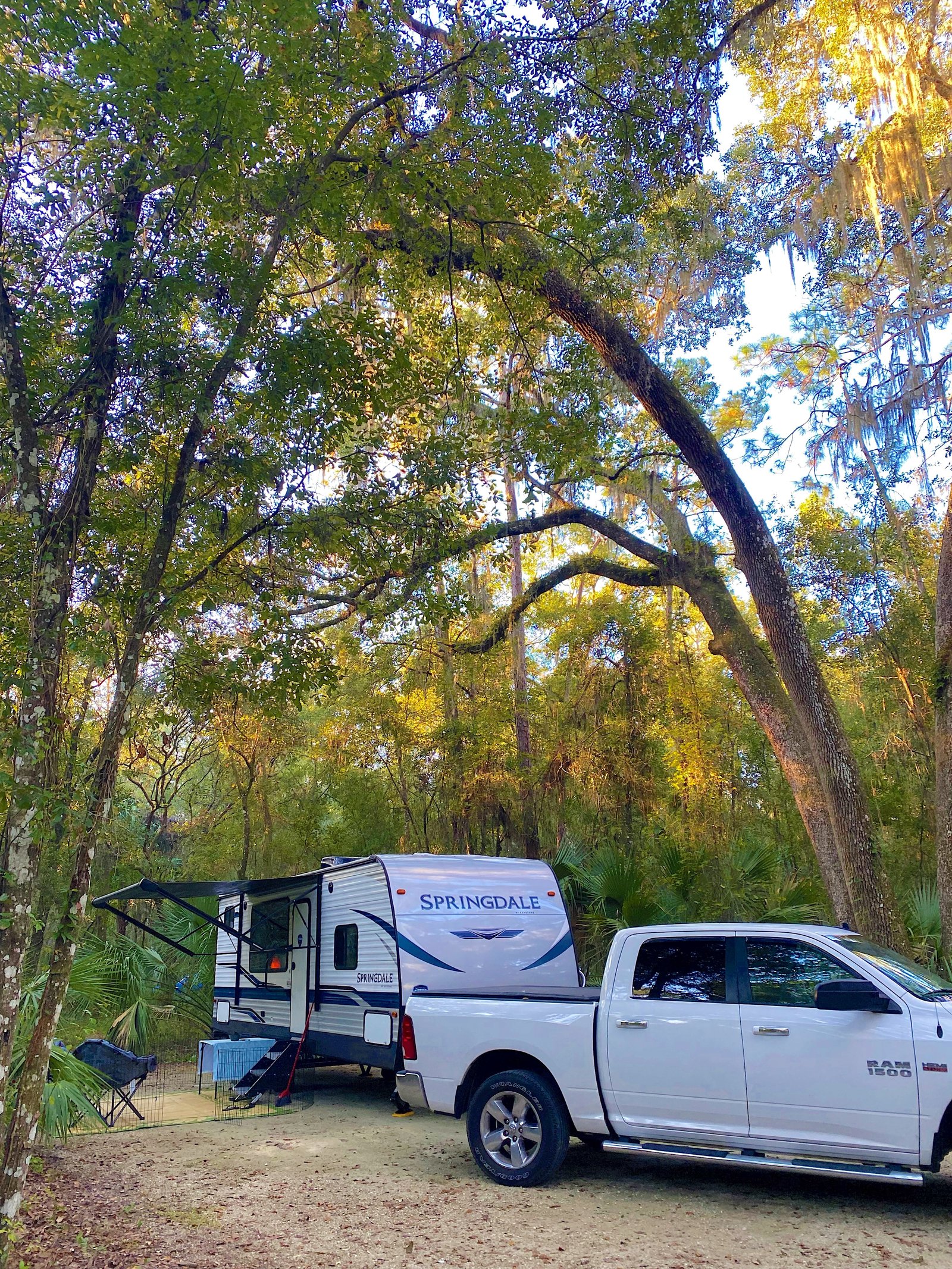 A truck and travel trailer set up on a shaded campsite under a canopy of oak trees and Spanish moss at Paynes Prairie Preserve State Park campground.