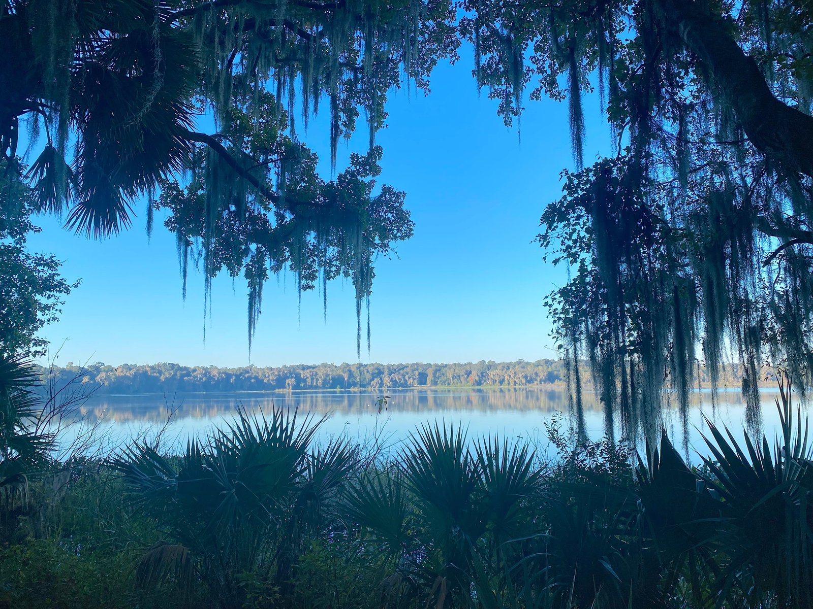 A serene view of calm lake waters framed by silhouette palm fronds and Spanish moss-draped oak trees at Paynes Prairie Preserve State Park.