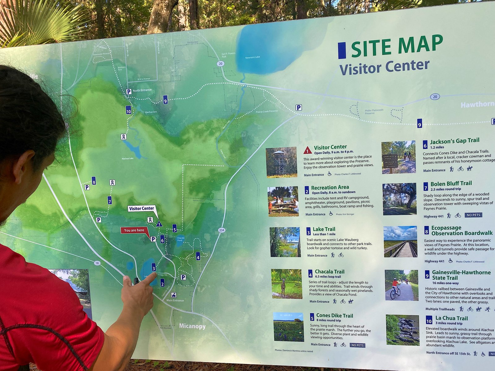A visitor in a red shirt points to the "You Are Here" location on the large, detailed official trail map sign at Paynes Prairie Preserve State Park.