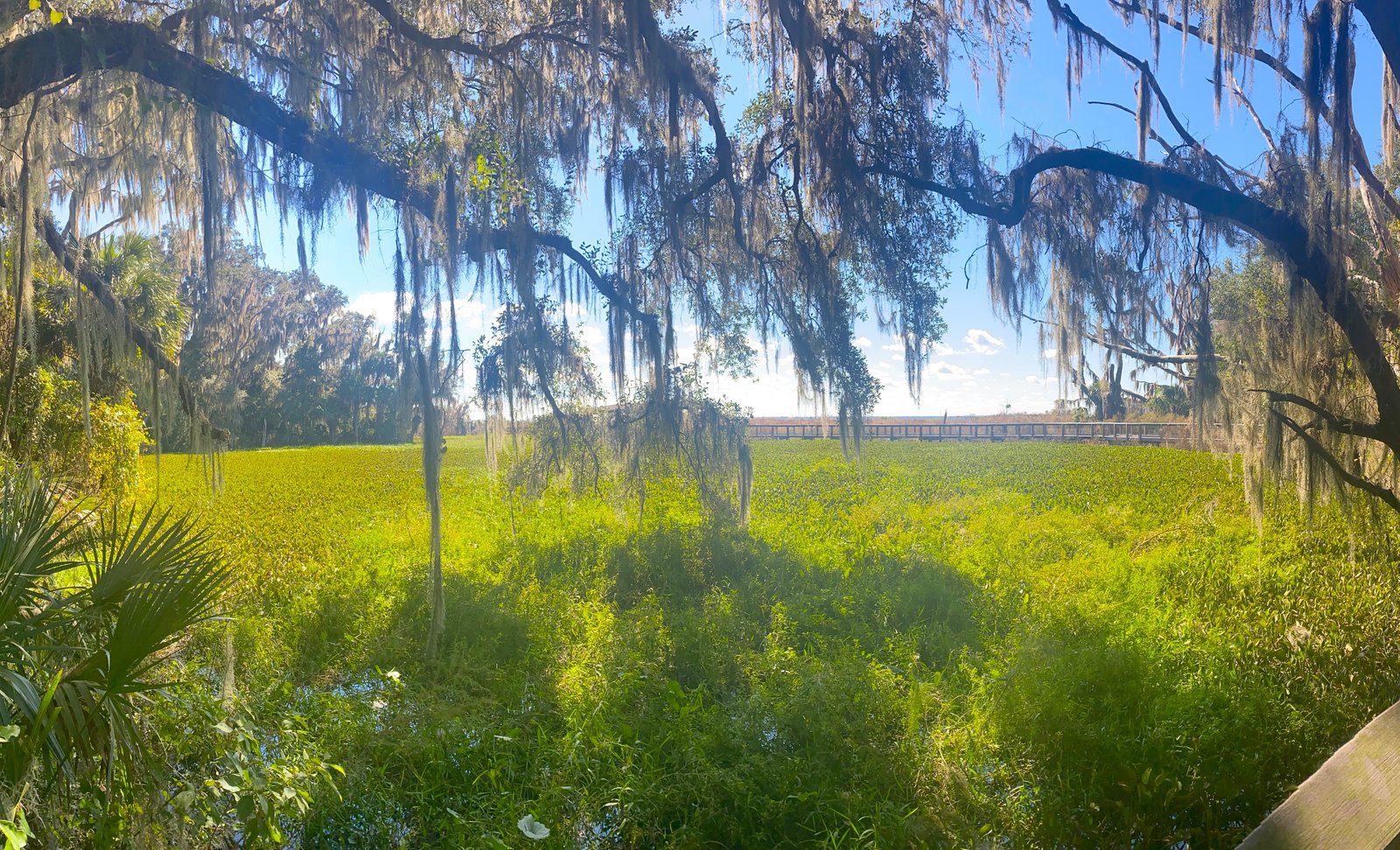 A sunlit, vibrant green marsh landscape under a blue sky with Spanish moss-draped oak trees framing a distant wooden boardwalk at Paynes Prairie.