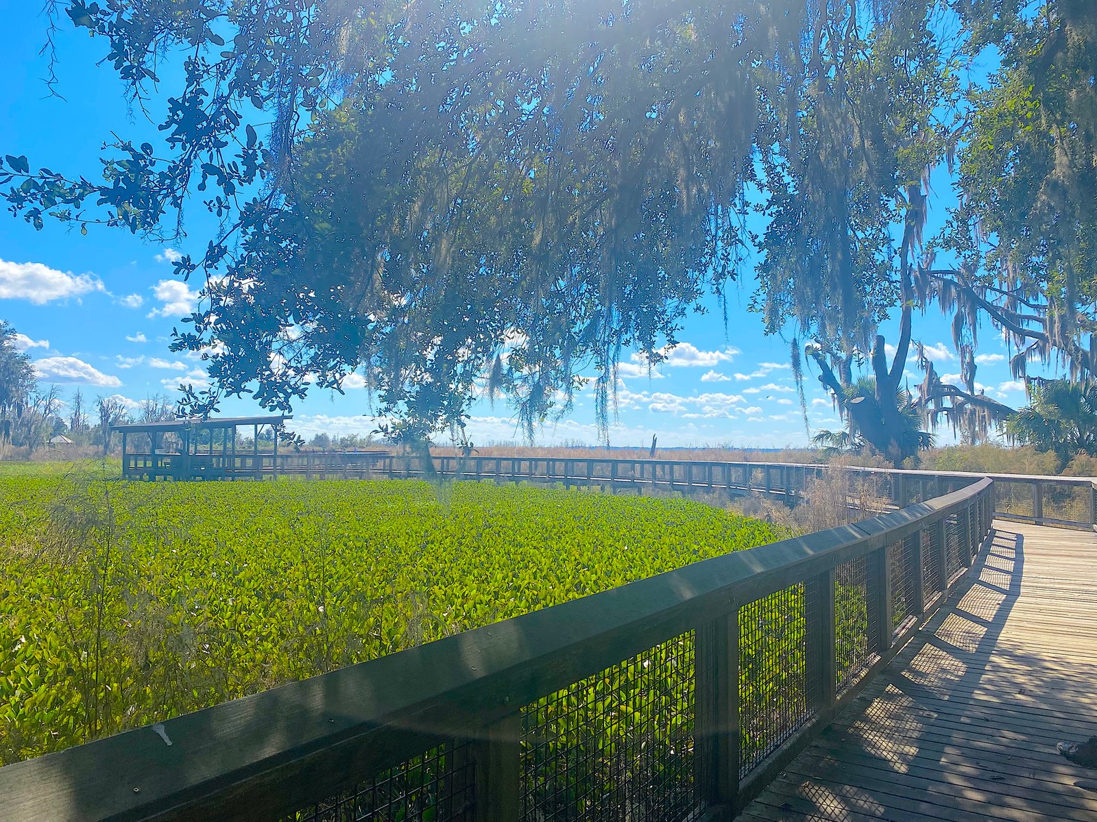 Wooden boardwalk winding through the green marsh and Spanish moss-draped trees at Paynes Prairie Preserve State Park.