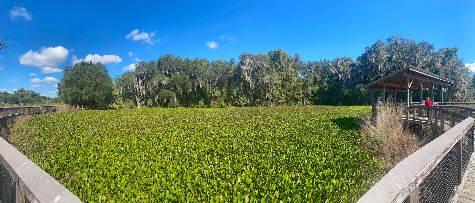 Raised wooden boardwalk stretching across a vibrant green marsh filled with floating plants and trees along the La Chua Trail.