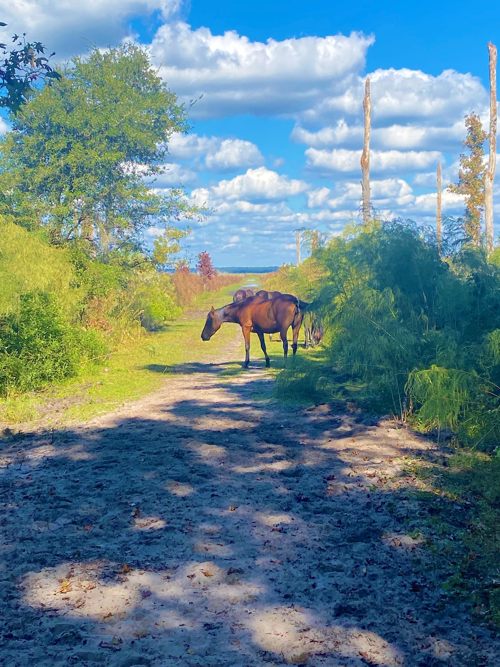 Wild horses grazing and standing directly on a sandy dirt trail surrounded by green bushes and trees under a partly cloudy sky at Paynes Prairie Preserve State Park.
