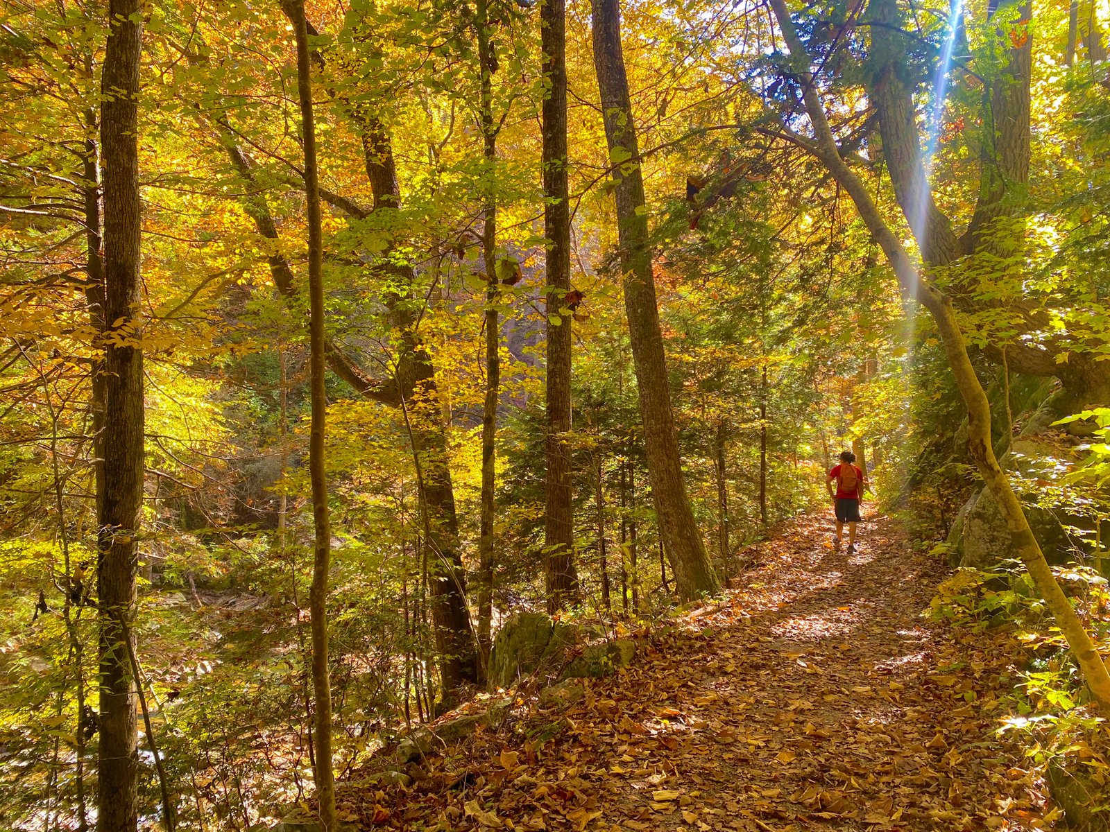 man walking on forest path