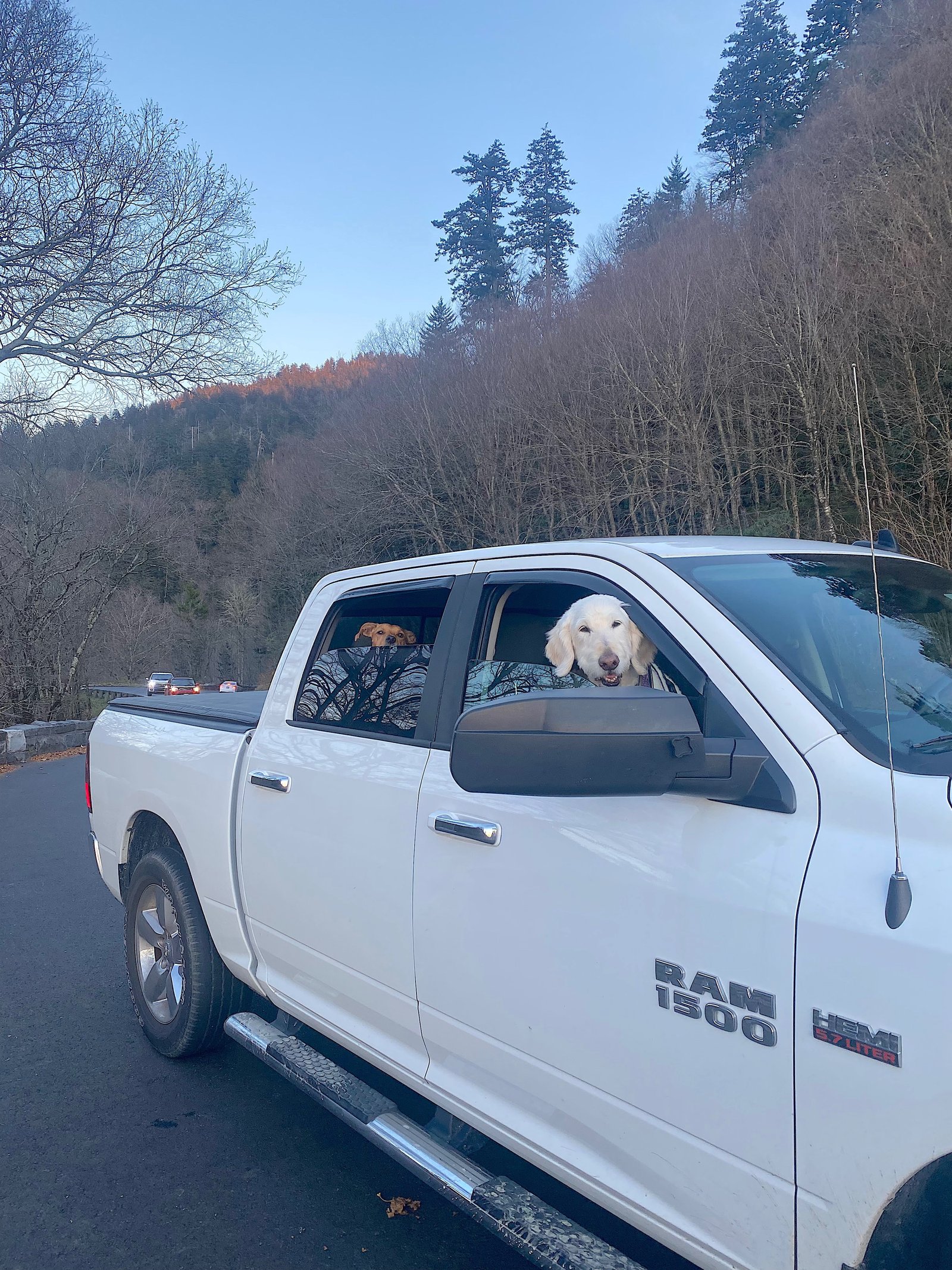 A cute dog looking out the open window of a white pickup truck parked in a mountain town.