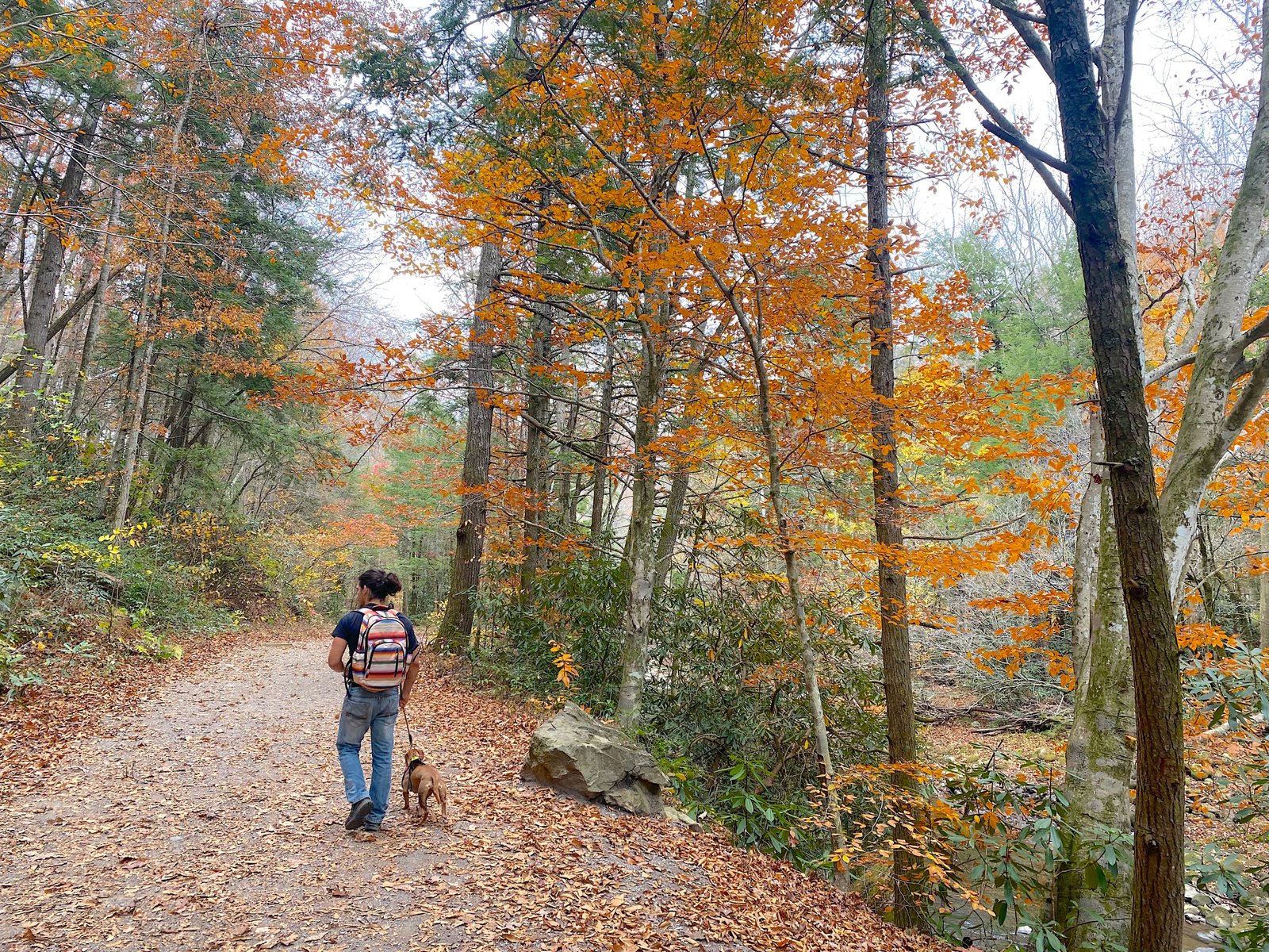A person walking a dog on a leash along a dirt trail covered in fallen autumn leaves, flanked by trees with bright orange fall foliage in the Great Smoky Mountains.