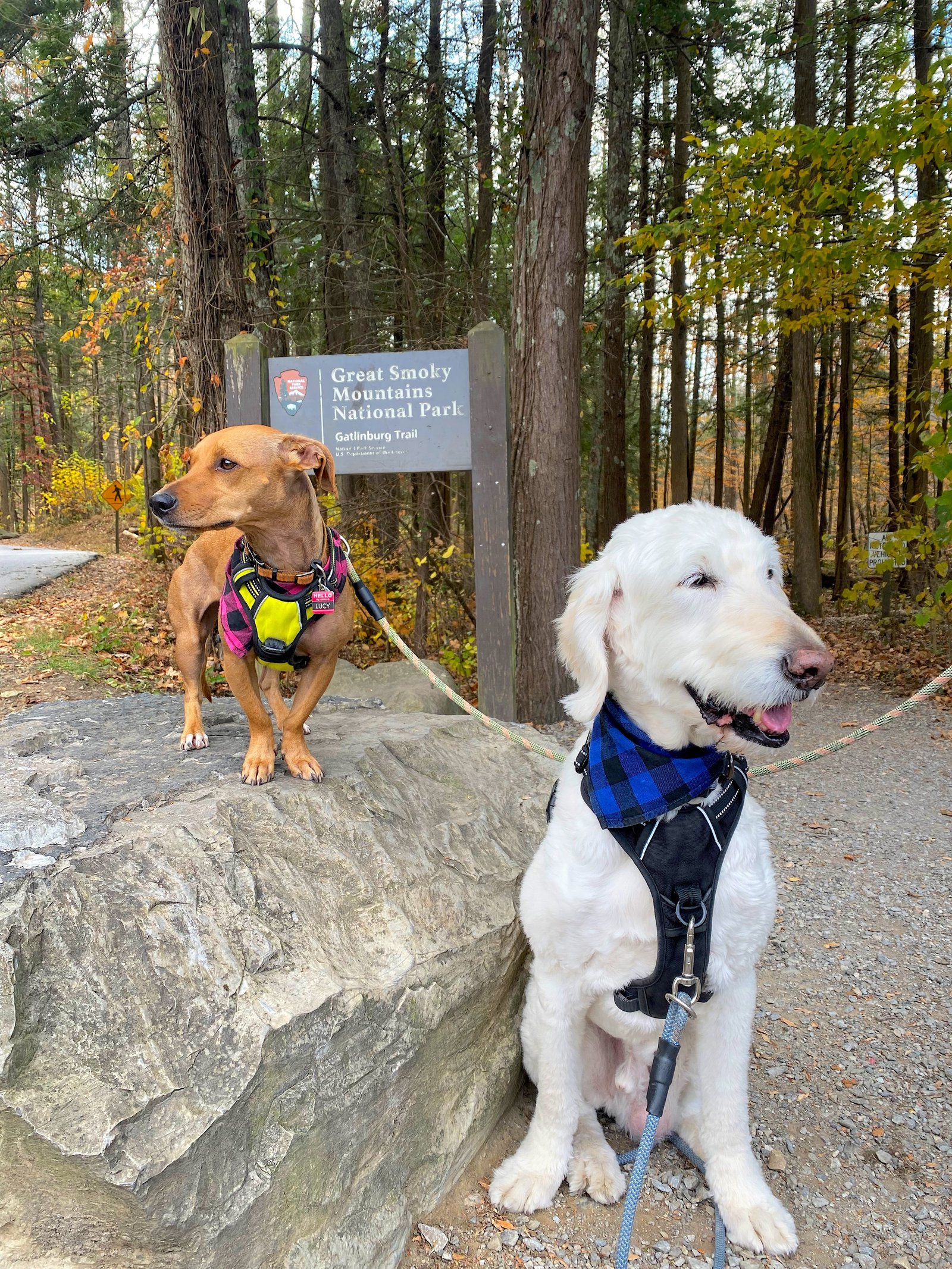 Two dogs wearing harnesses and gear standing near a trail post in the woods.
