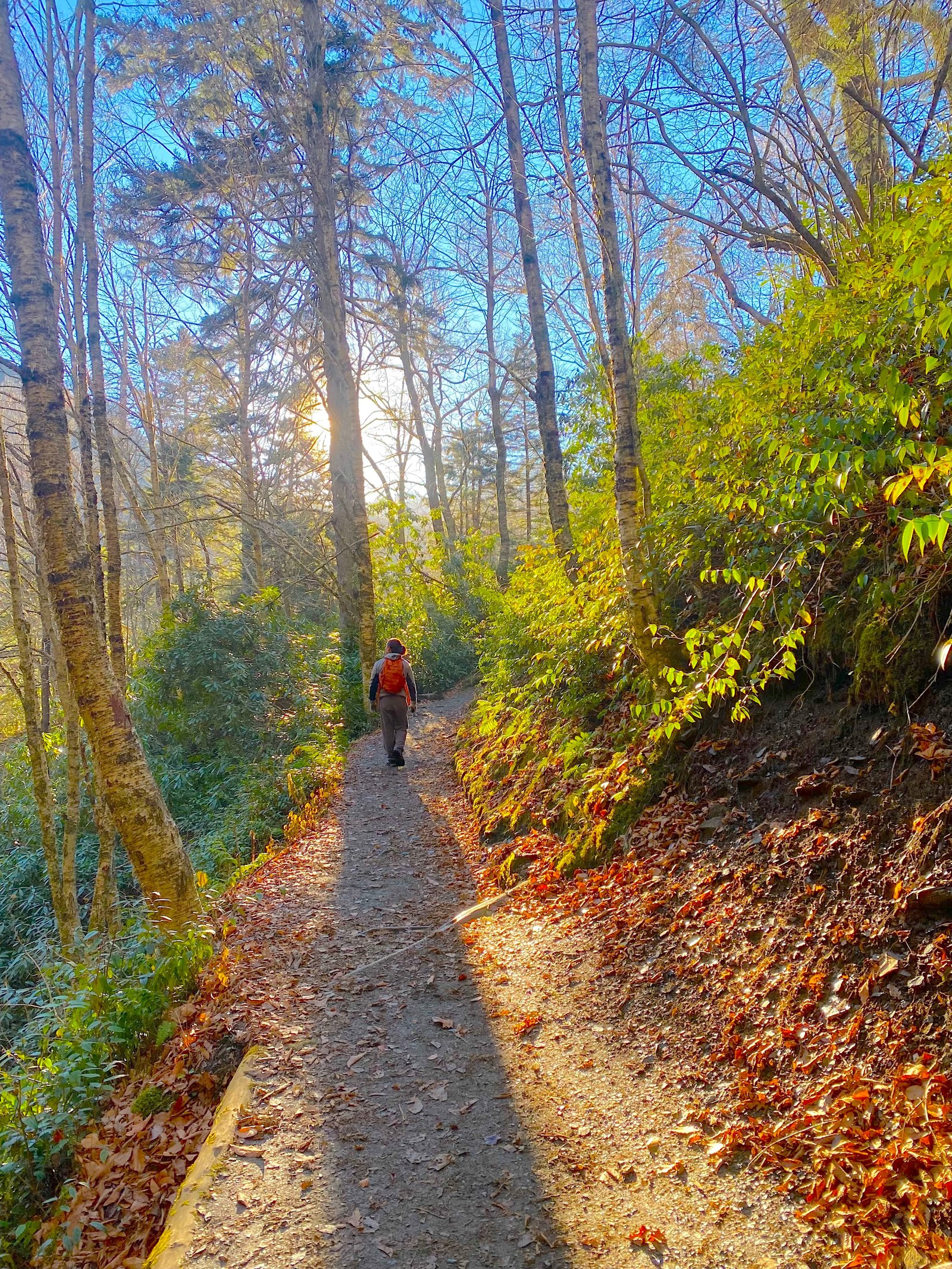 A hiker walking along a lush, green mountain trail surrounded by dense forest foliage on the way to Alum Cave in the Great Smoky Mountains National Park.