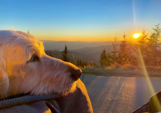 A golden dog resting its head on a lap while looking out at a scenic mountain sunset in the Great Smoky Mountains.