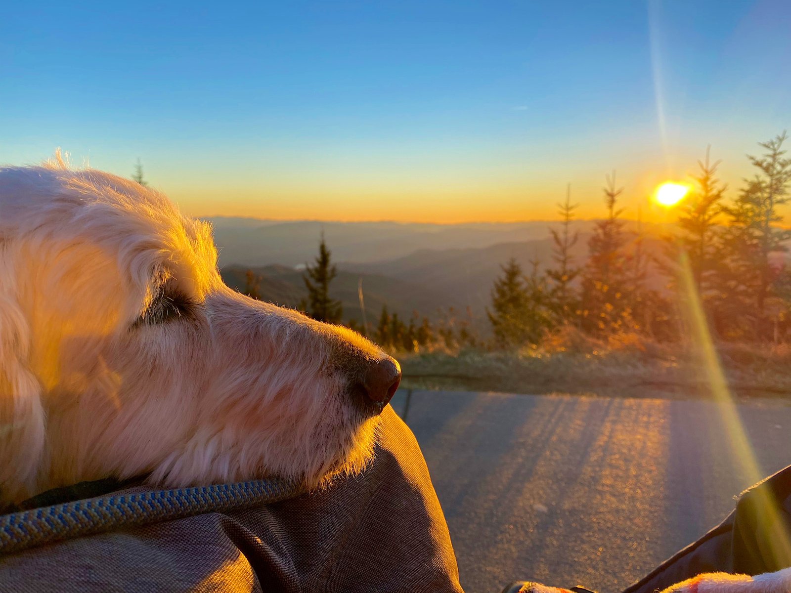A golden dog resting its head on a lap while looking out at a scenic mountain sunset in the Great Smoky Mountains.