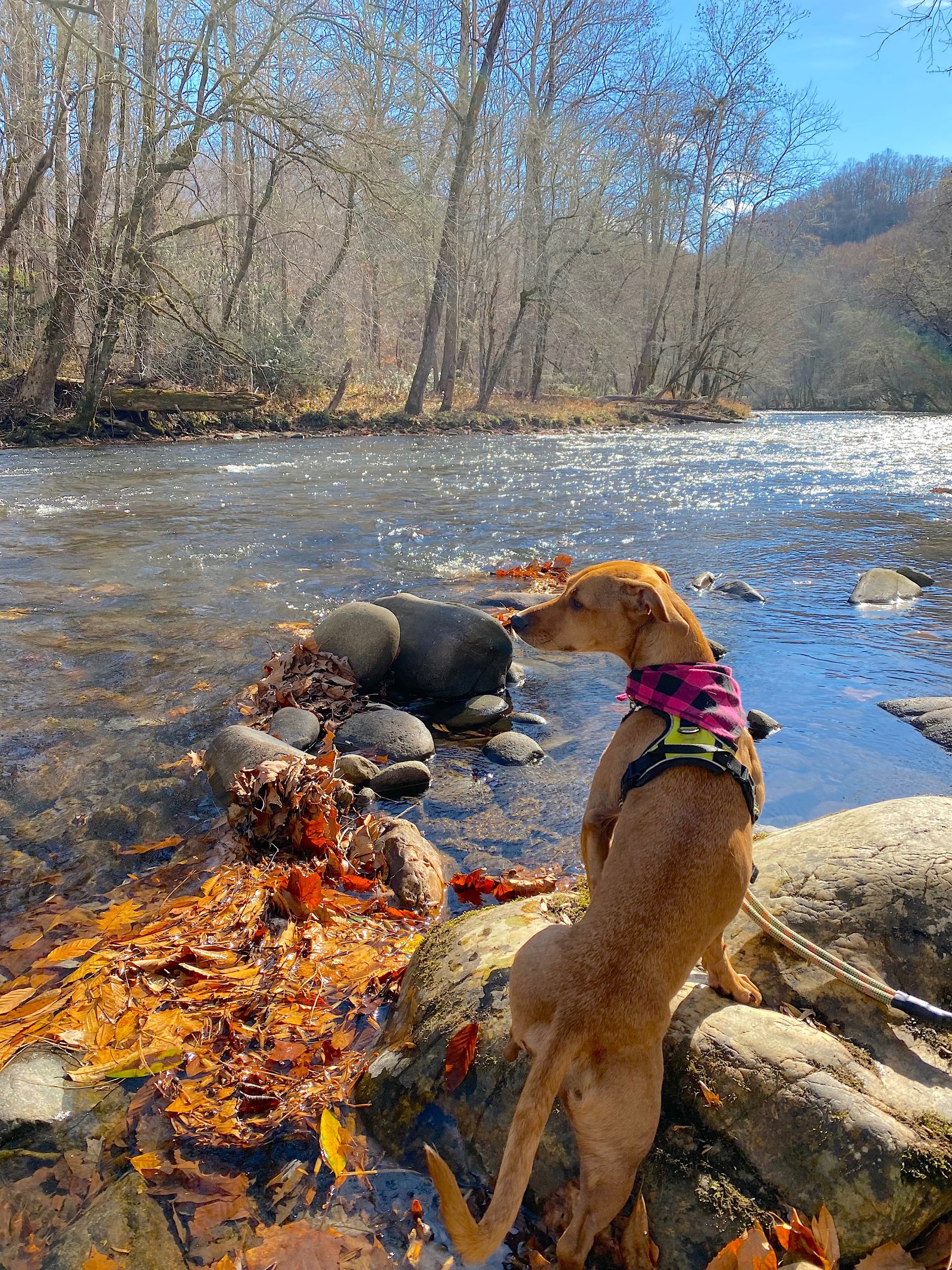 A brown dog standing on a rock by a sunlit stream in a scenic forest outside the national park.