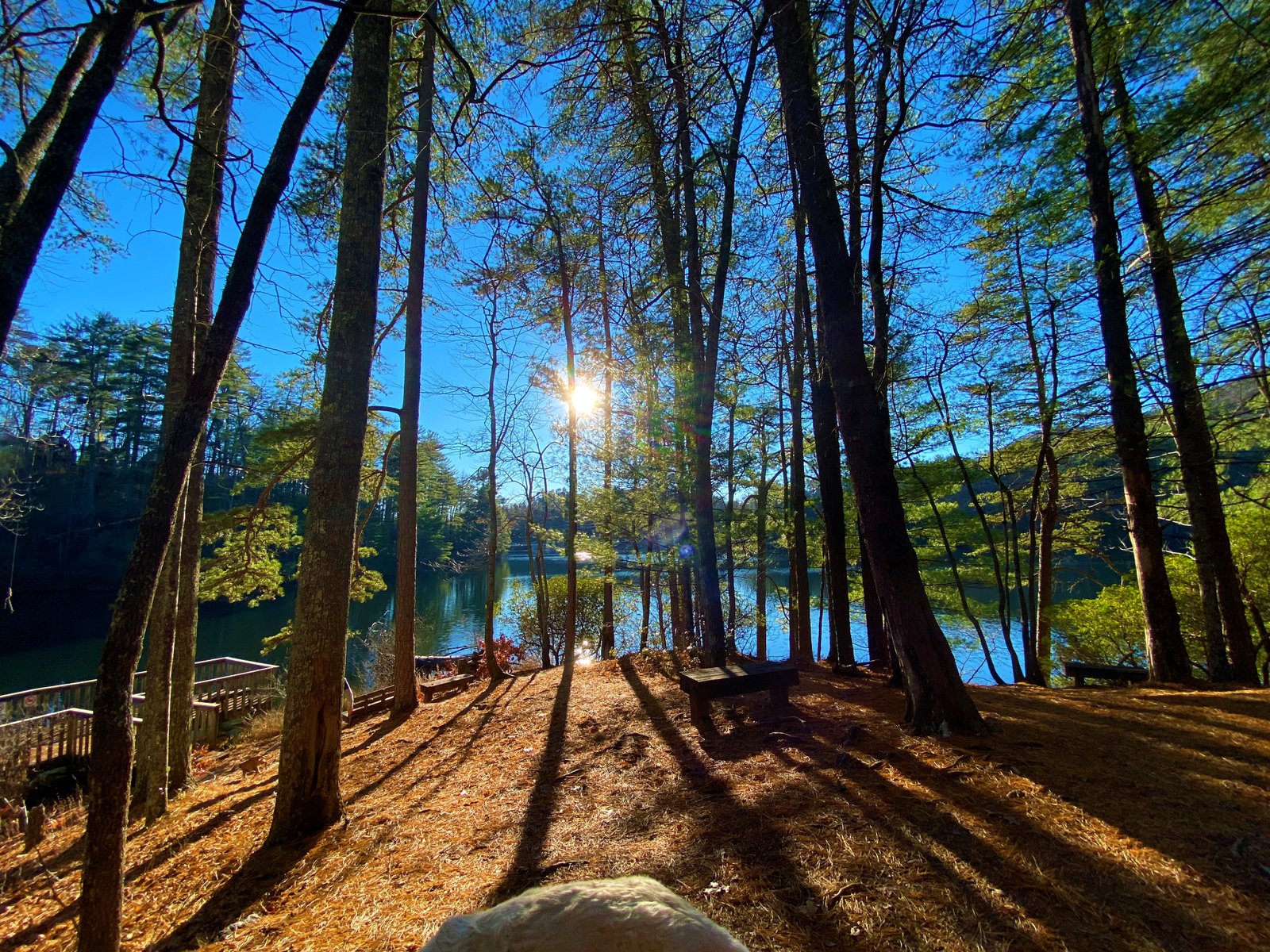 photo of trees bordering lake