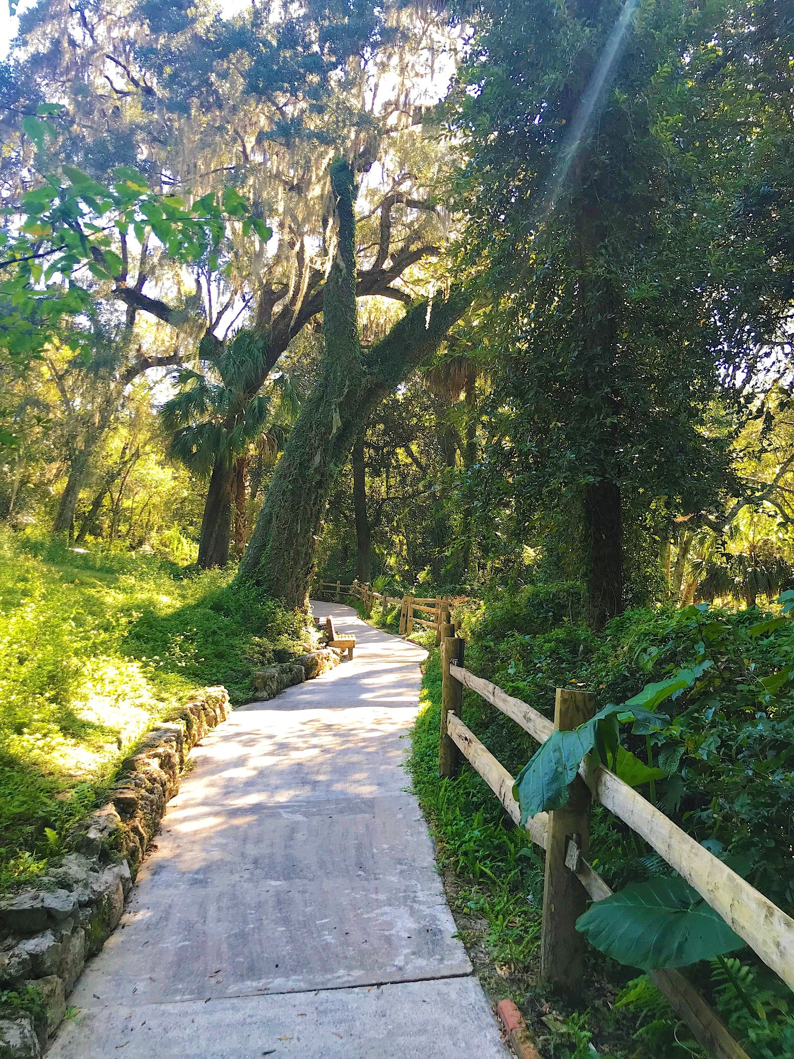 Shaded paved walking path canopied by lush green trees at Rainbow Springs State Park.