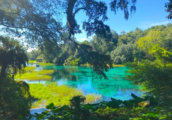 Vibrant turquoise water and lush green trees at the headsprings of Rainbow Springs State Park in Dunnellon, Florida.