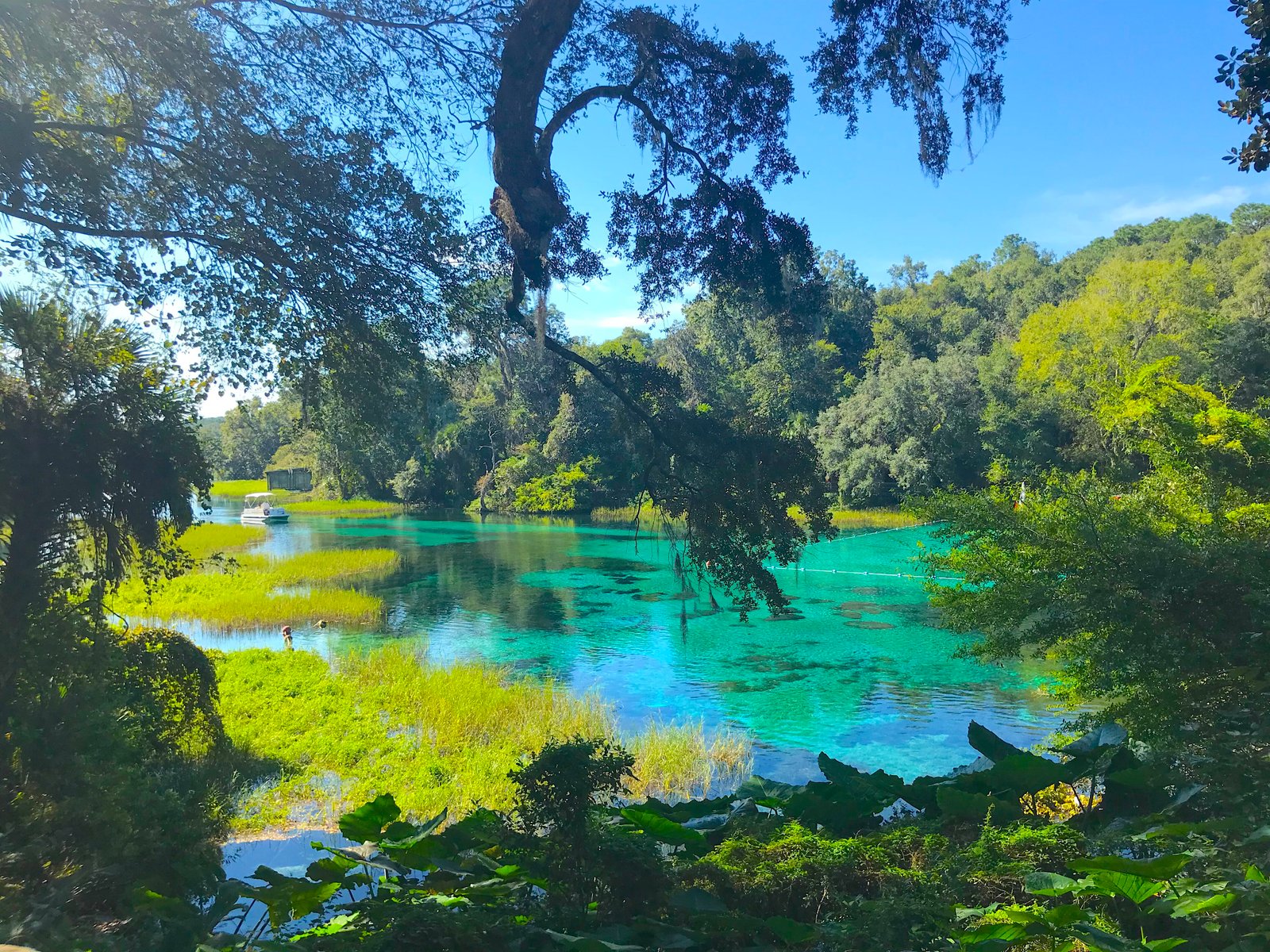 Vibrant turquoise water and lush green trees at the headsprings of Rainbow Springs State Park in Dunnellon, Florida.