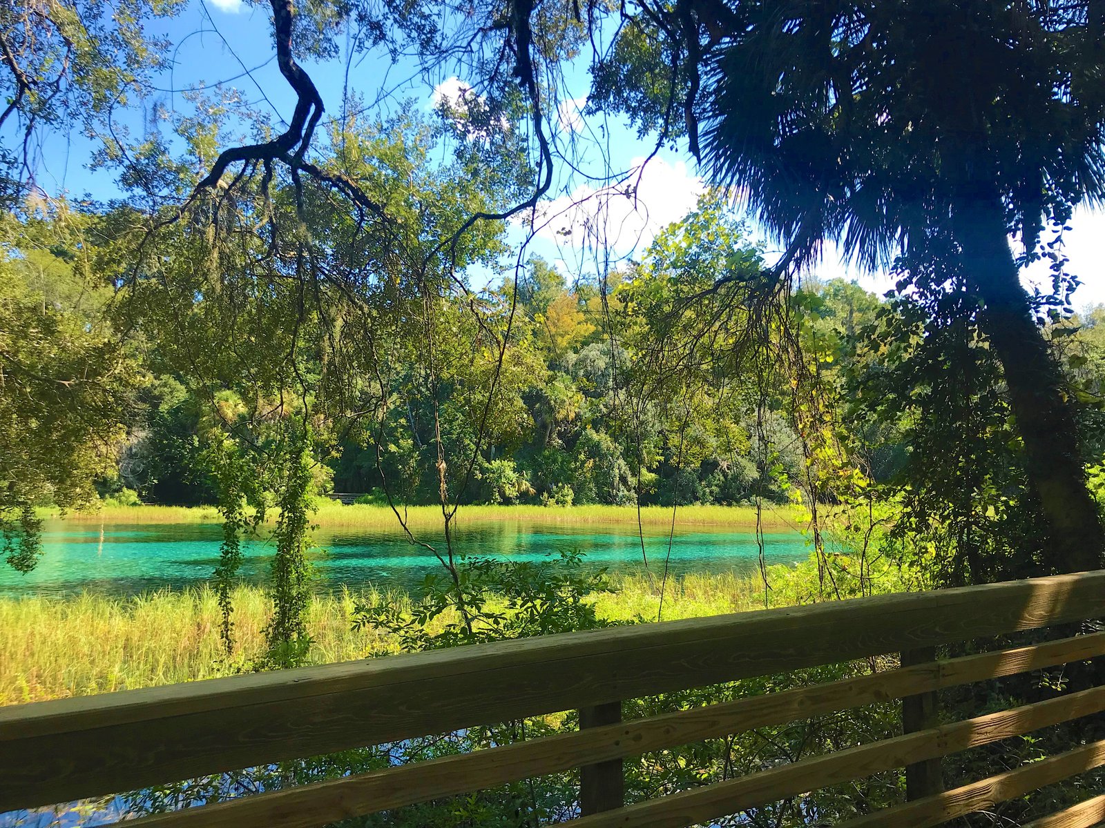 Eye-level view of crystal-clear turquoise spring water framed by overhanging trees along the path at Rainbow Springs State Park.