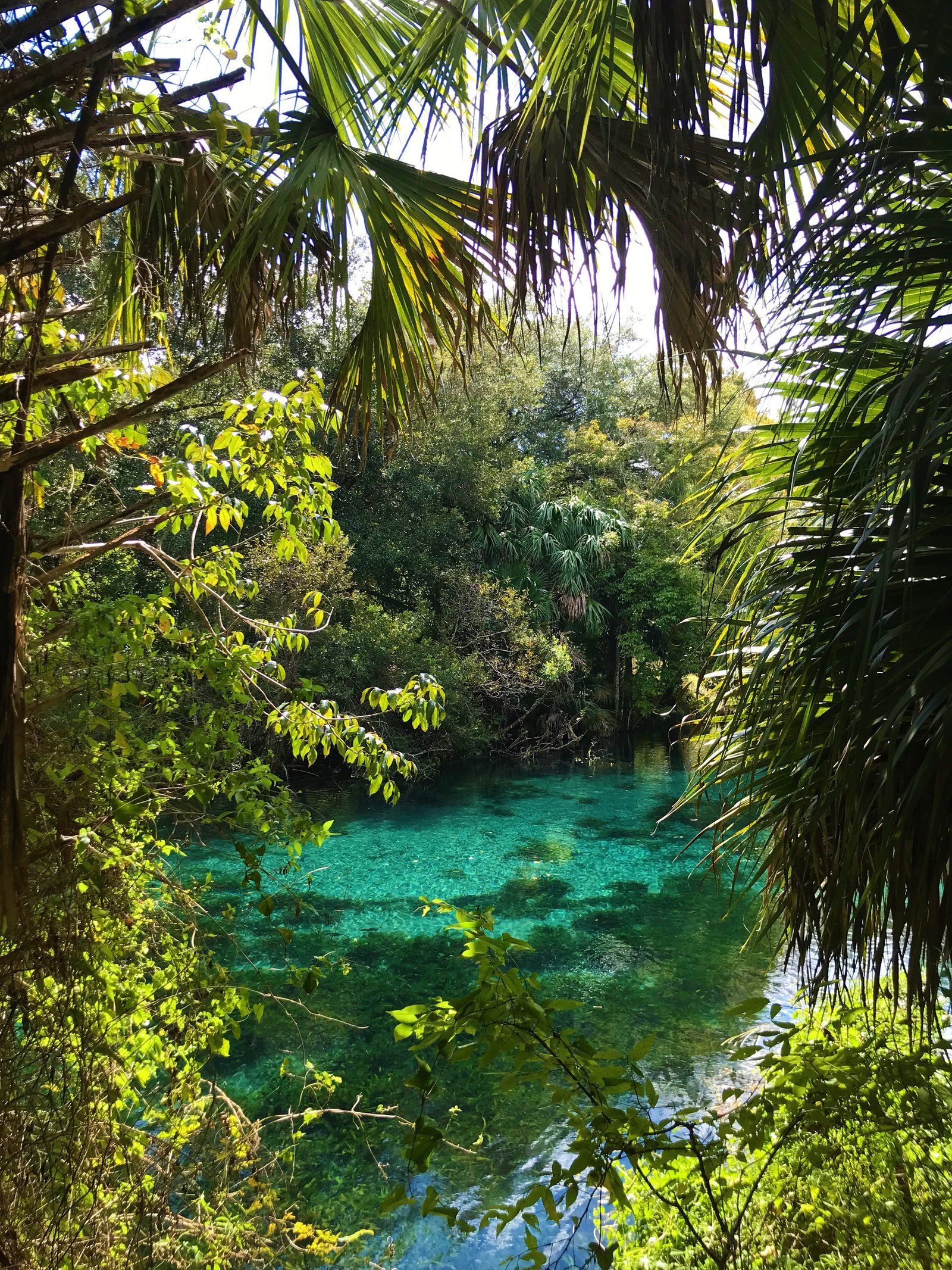 Vibrant turquoise spring water framed by overhanging green trees and foliage at Silver Springs State Park.
