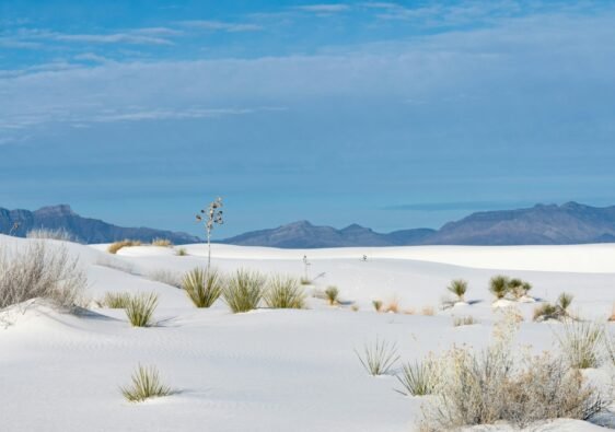 Bright white gypsum dunes with green desert yucca plants framing the San Andres Mountains under a clear blue sky at White Sands National Park in New Mexico.