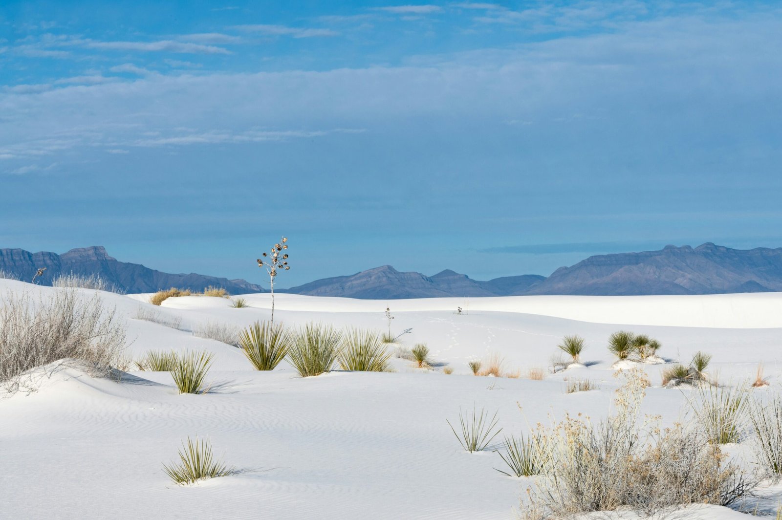 Bright white gypsum dunes with green desert yucca plants framing the San Andres Mountains under a clear blue sky at White Sands National Park in New Mexico.