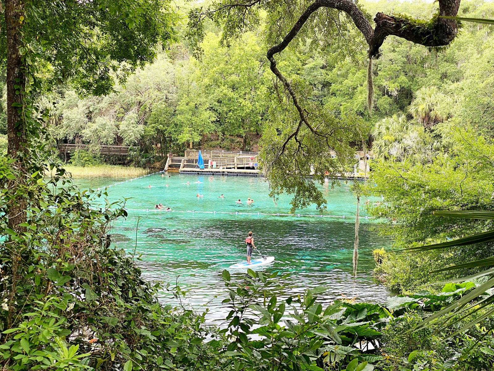 People swimming in the crystal-clear water and a person on a stand-up paddleboard at the headsprings of Rainbow Springs State Park.