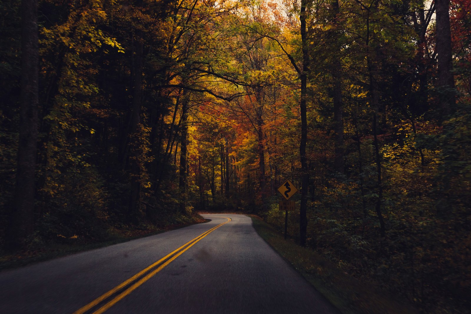 A winding two-lane asphalt road cutting through a vibrant autumn forest with yellow and orange fall foliage in the Great Smoky Mountains.
