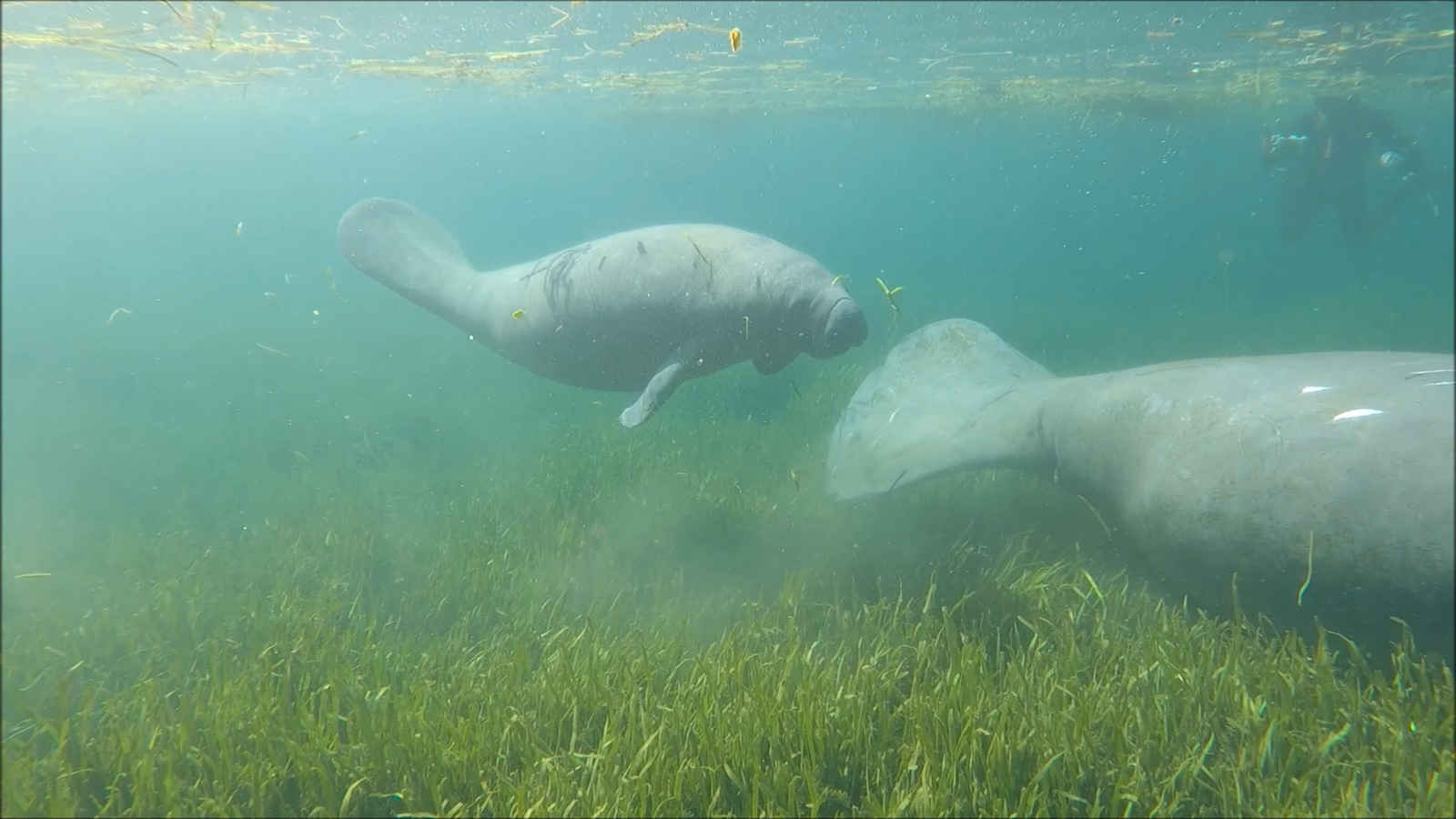 Underwater GoPro snapshot of a mother manatee and her calf swimming in the crystal-clear water of Crystal River, Florida.