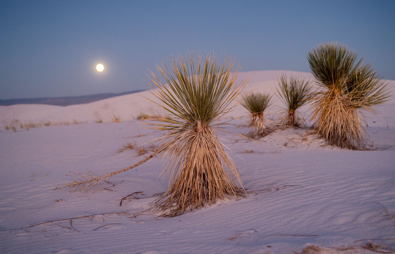 The moon rising in the twilight sky over hardy desert plants and white gypsum dunes at White Sands National Park in New Mexico.
