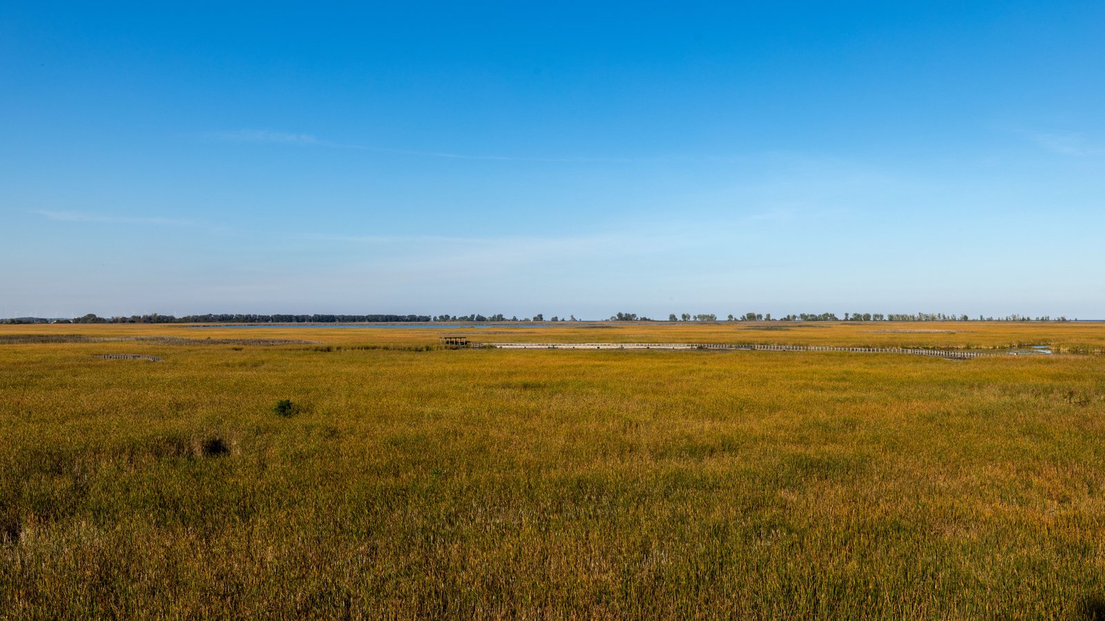 Panoramic view of the vast, golden-green Paynes Prairie savanna under a wide blue sky, representing its history as a historic cattle range.