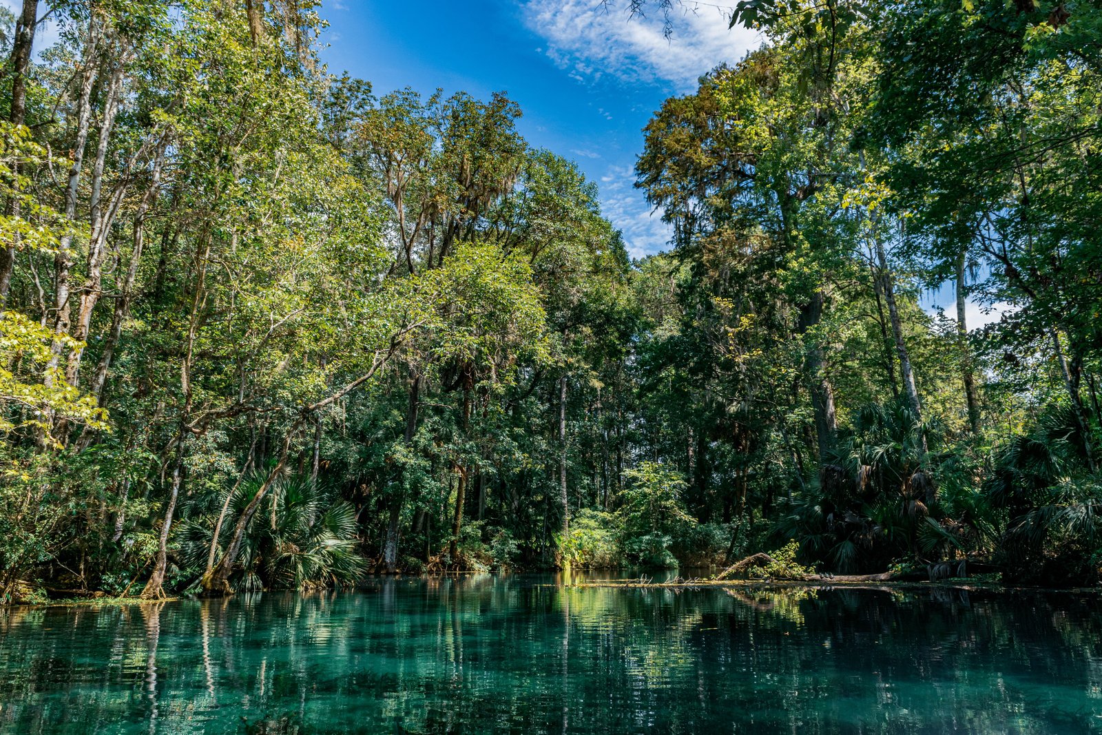 Vibrant turquoise spring water surrounded by a lush jungle canopy and dense trees at Silver Springs State Park.