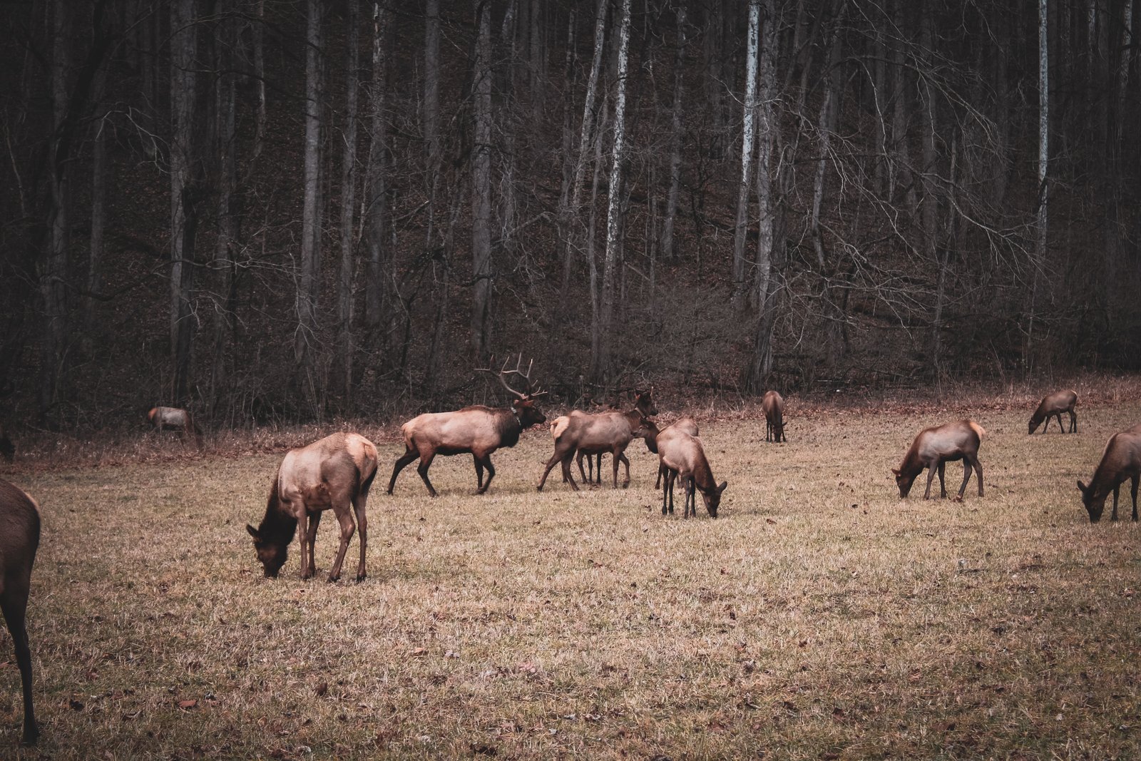A wild elk grazing peacefully on a green grassy meadow with a forested mountain backdrop in the Great Smoky Mountains National Park.