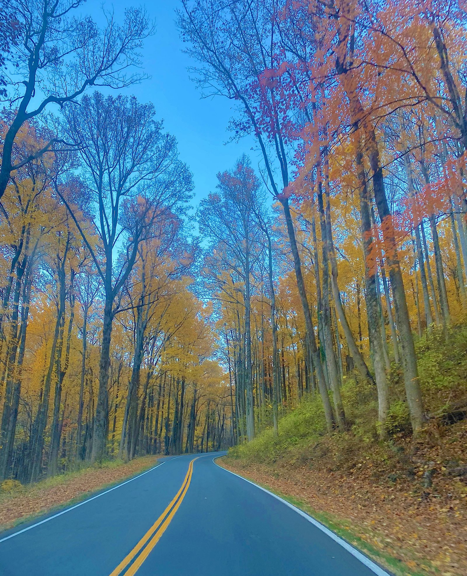 A scenic winding road surrounded by vibrant seasonal foliage during the drive into Great Smoky Mountains National Park toward Alum Cave Trailhead.
