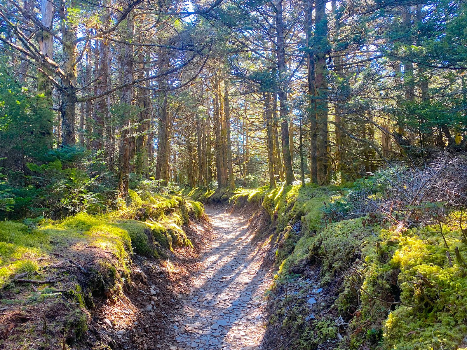 A shaded dirt trail winding through a lush green forest floor covered in moss with dense trees on both sides along the Alum Cave Trail.