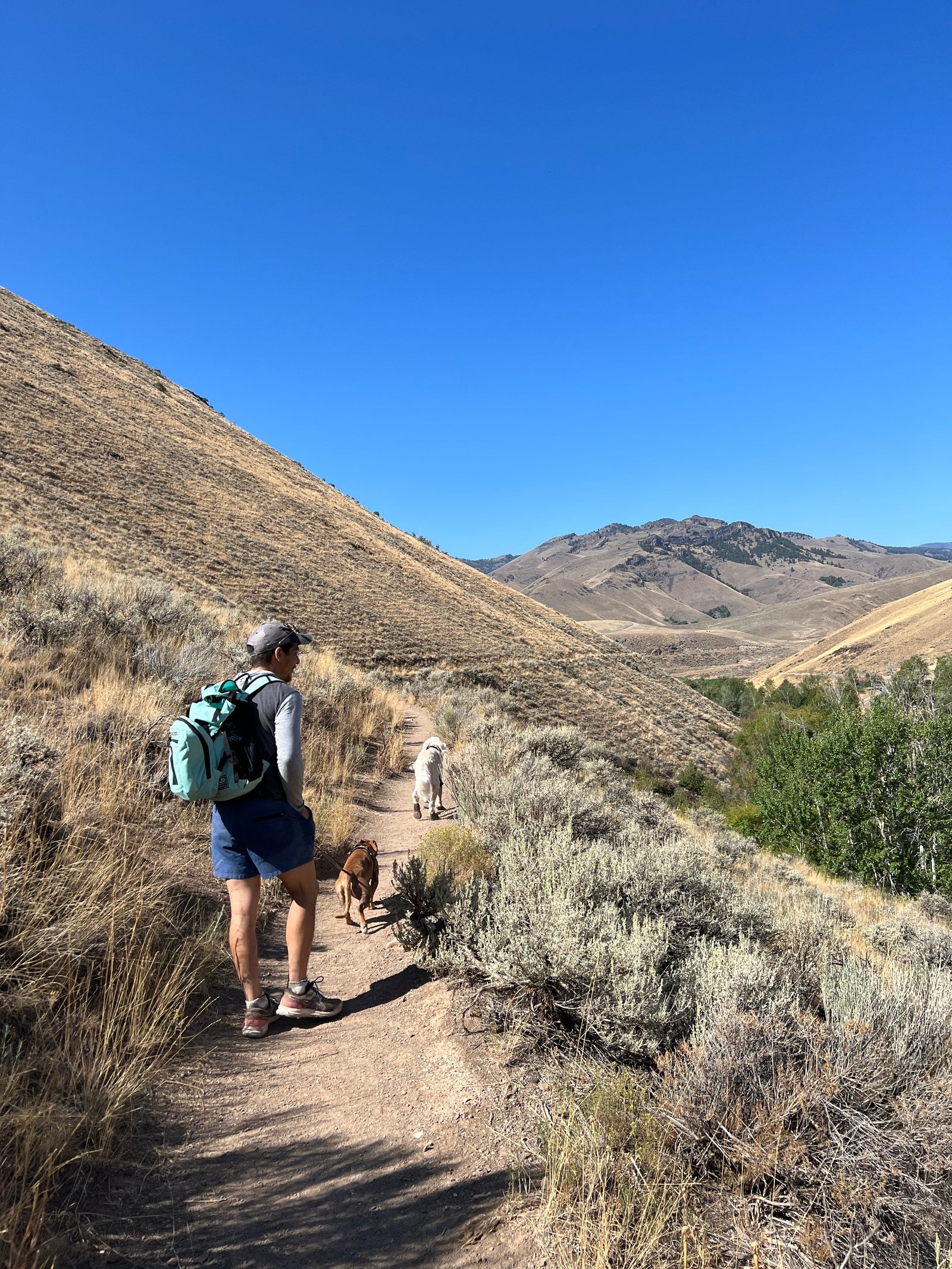 A man walking with two dogs along a narrow dirt trail winding along a steep mountainside on the hike to Goldbug Hot Springs.