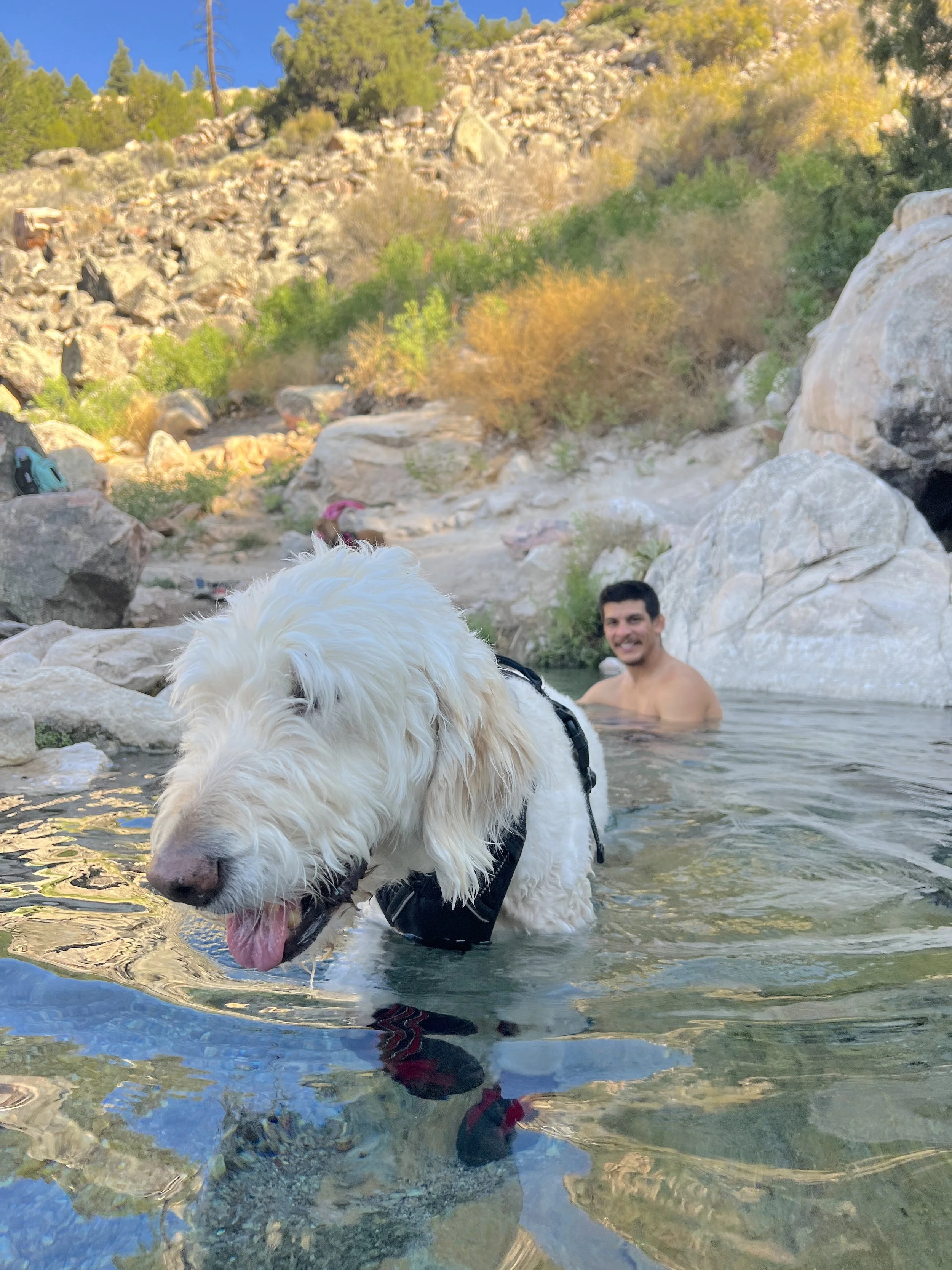 Close-up shot of a dog wearing protective red hiking booties while sitting in the edge of a natural thermal pool at Goldbug Hot Springs.