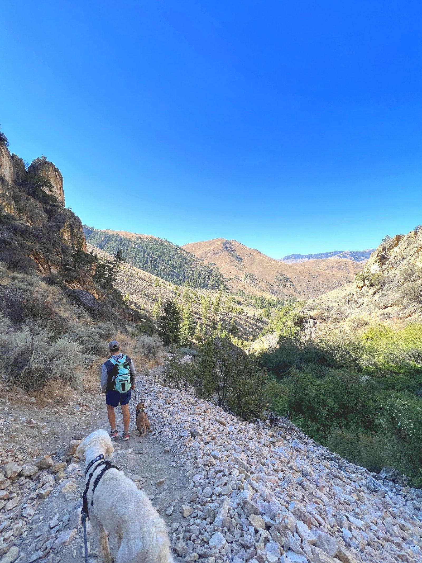 A man hiking with two dogs on a steep, rocky section of the Goldbug Hot Springs trail in Idaho.
