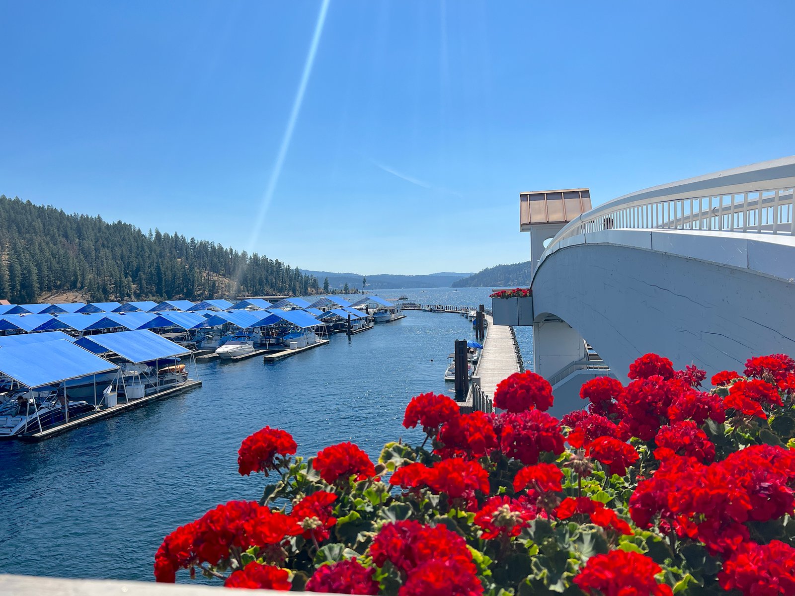 Vibrant red flowers in the foreground overlooking the blue marina slips and boardwalk bridge on Lake Coeur d'Alene, Idaho.