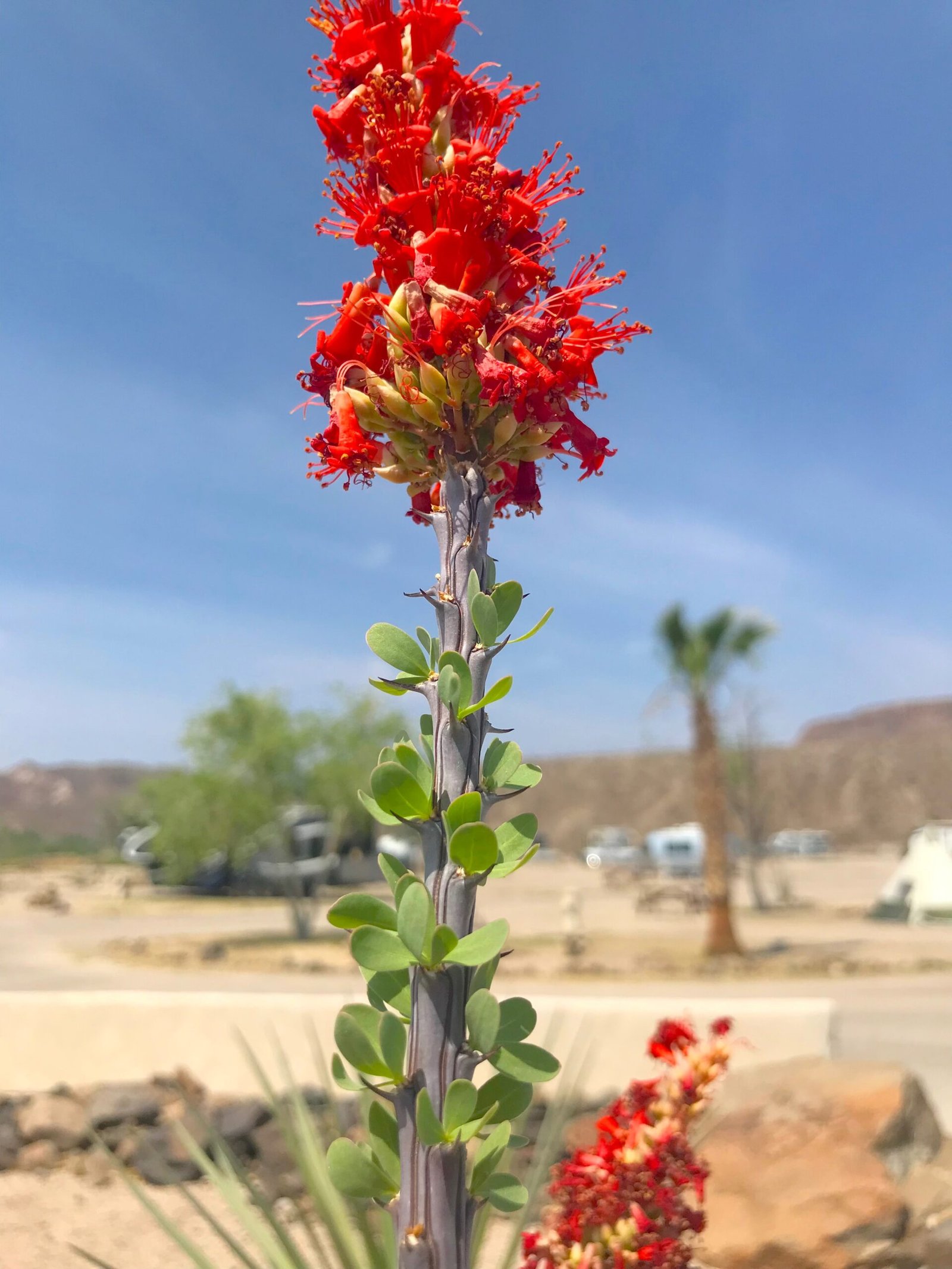 Blooming ocotillo plant with vibrant green leaves and bright red flower clusters at the tips in the West Texas desert.