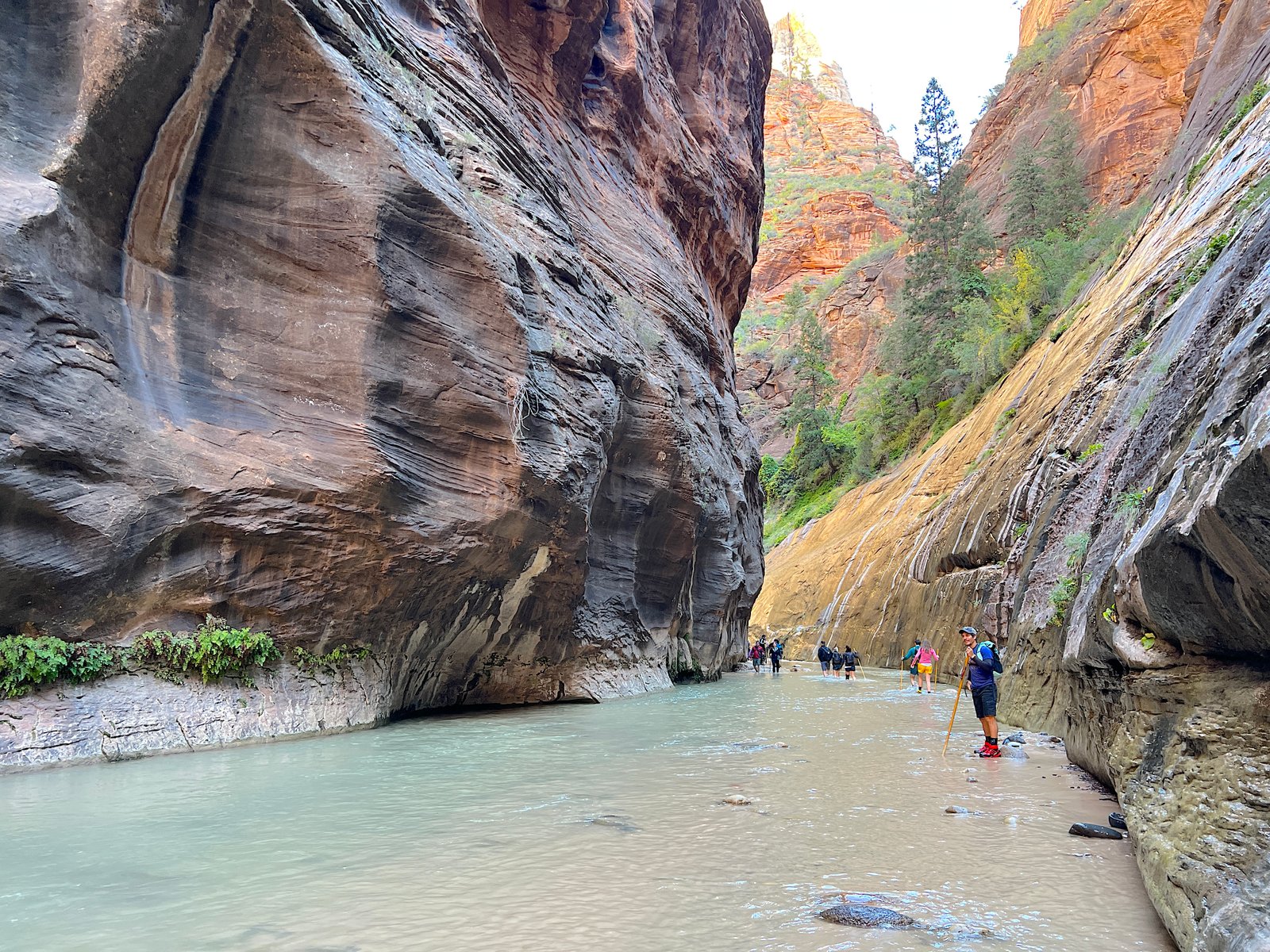 A hiker walking along the base of towering sandstone walls featuring hanging vegetation and water lines in The Narrows at Zion National Park.