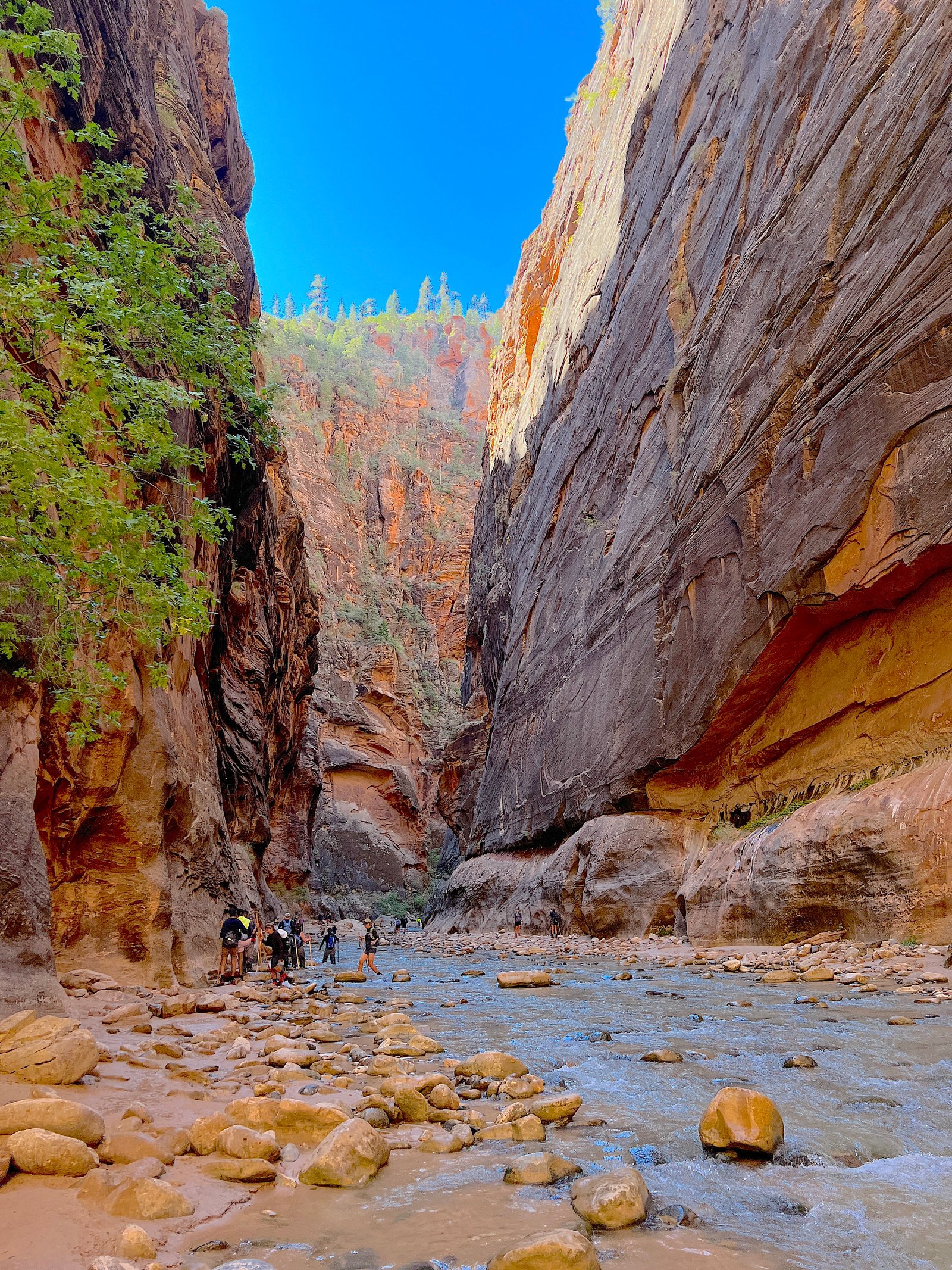 Sunlight streaming down through trees and highlighting the towering red rock cliffs on a wide view of The Narrows in Zion National Park.