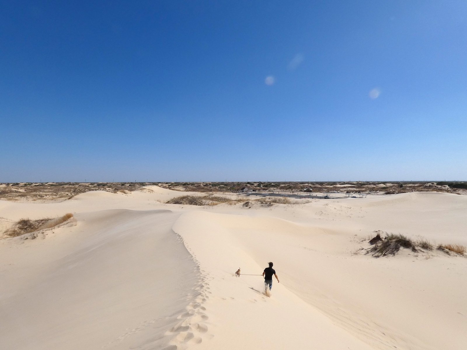 A person and small dog running down a wide white sand dune ridge at Monahans Sandhills State Park.