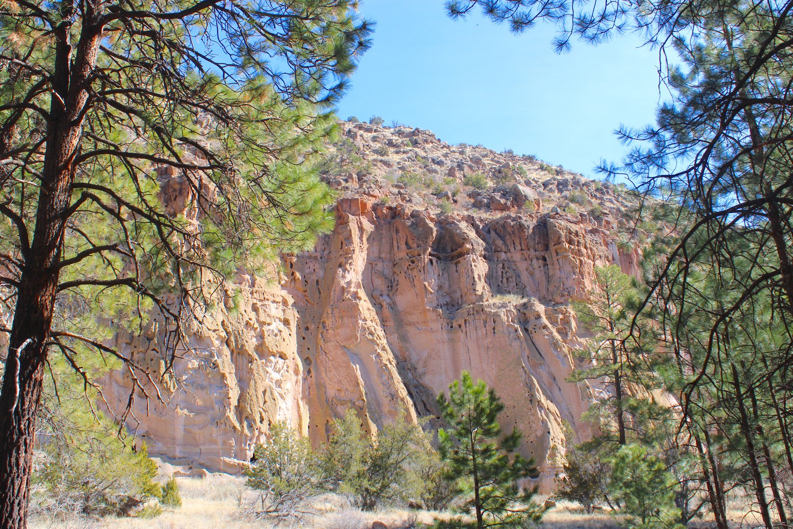 Weathered volcanic tuff cliffs framed by pine trees in Frijoles Canyon at Bandelier National Monument.