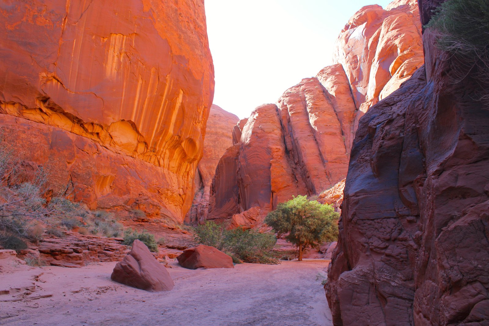 photo of luscious green tree inside a canyon with towering red rocks