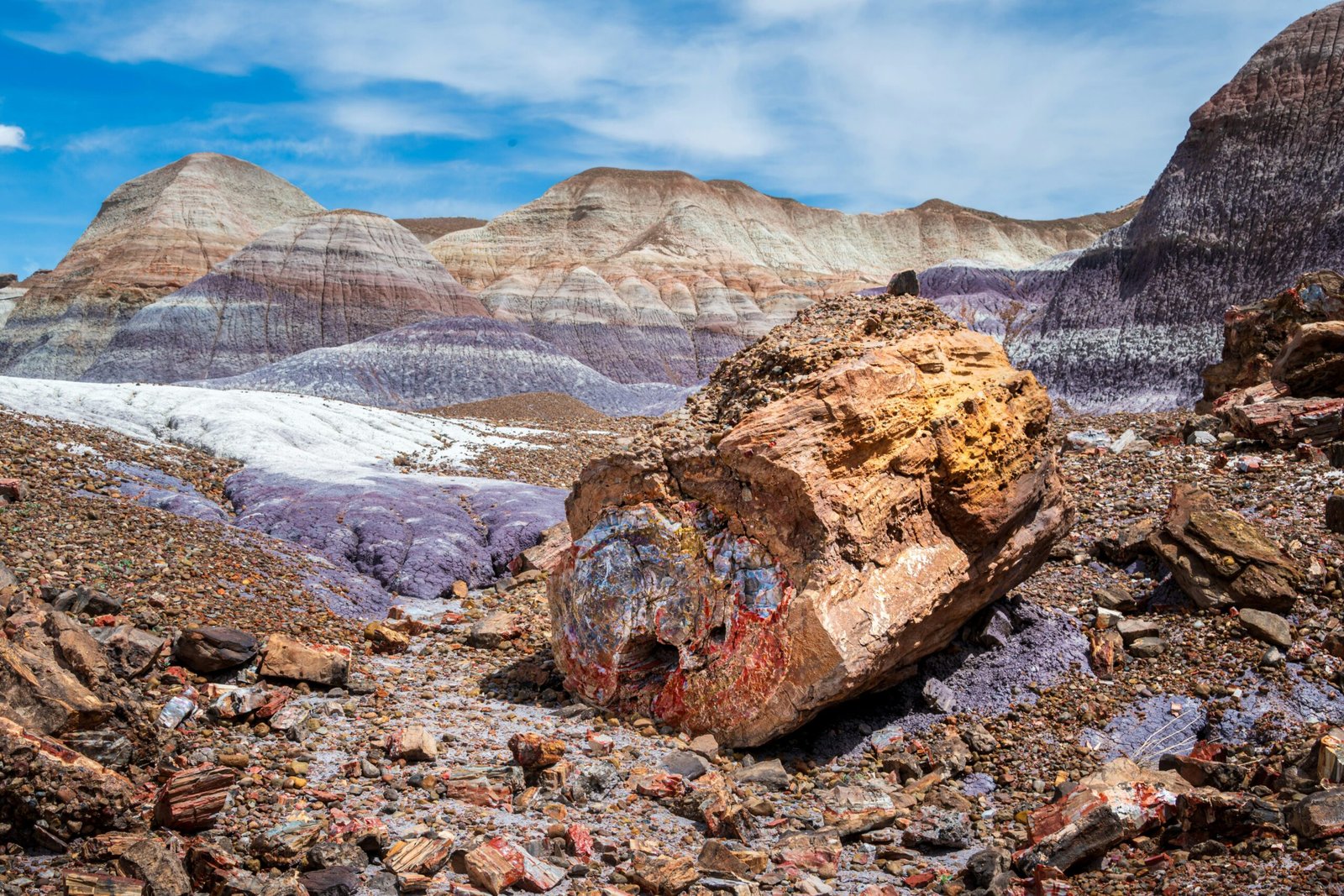 Petrified Wood on the Blue Mesa Trail.