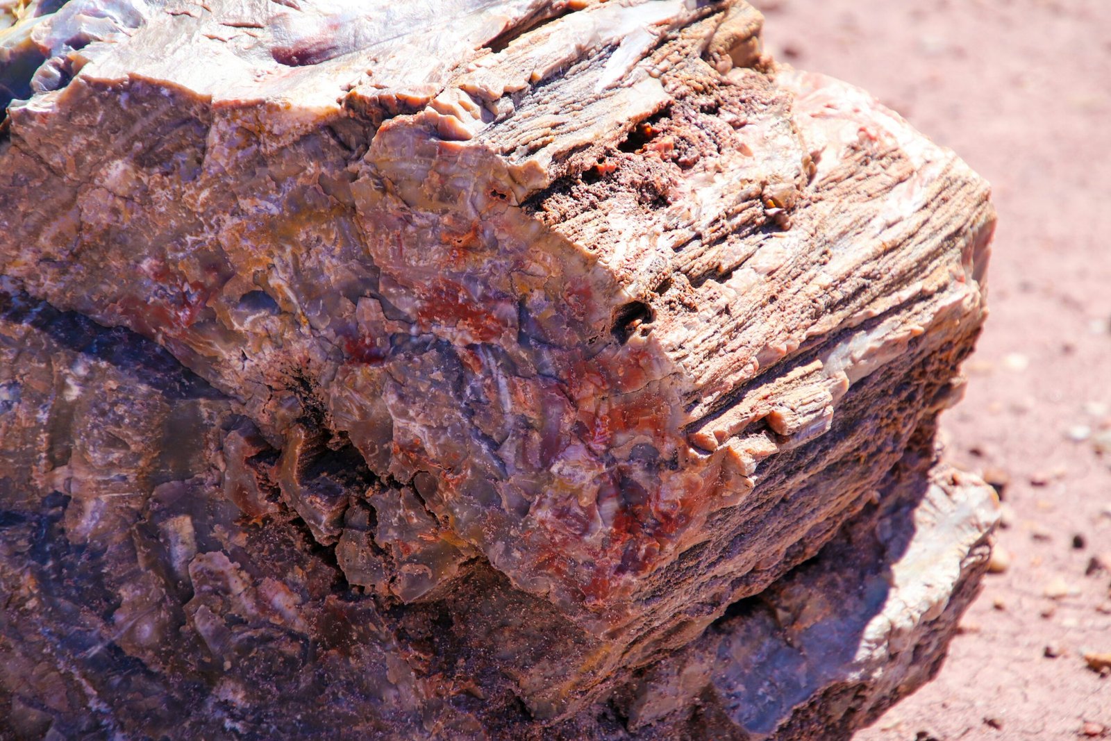 Vibrant colors in the petrified wood.