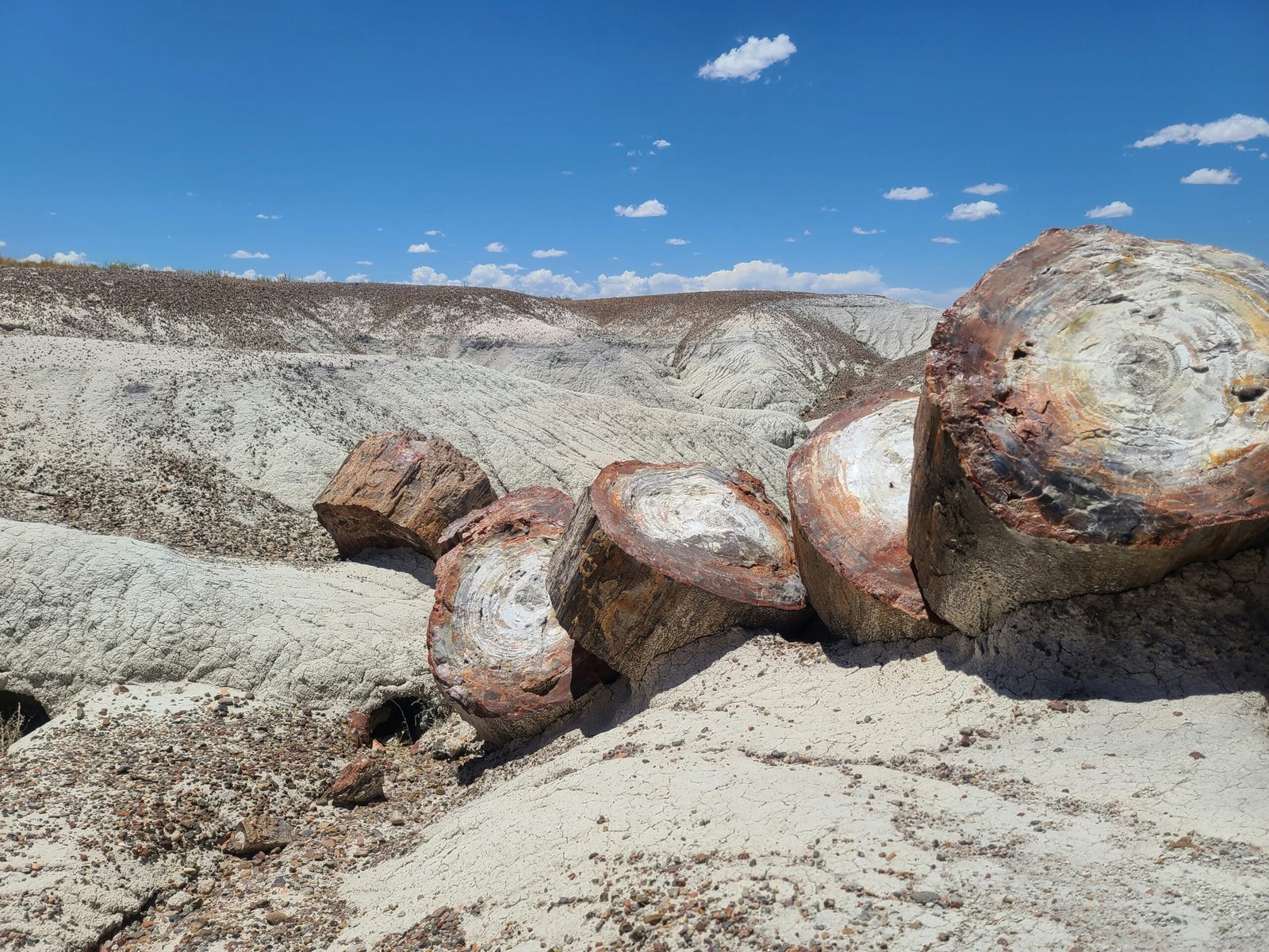 a close up of colorful petrified logs