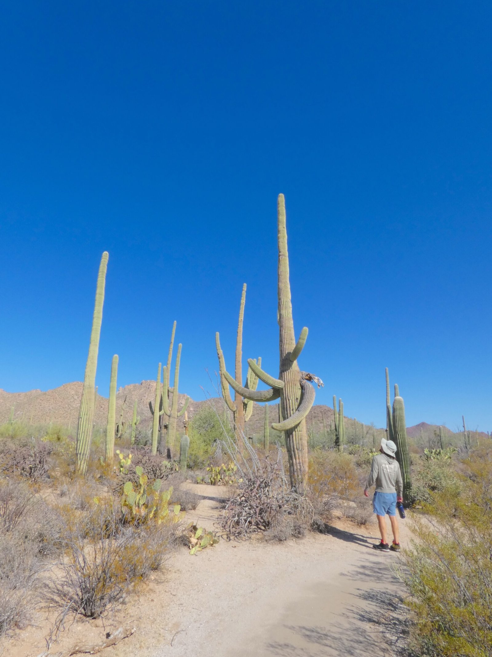 person looking up at towering saguaro cactus